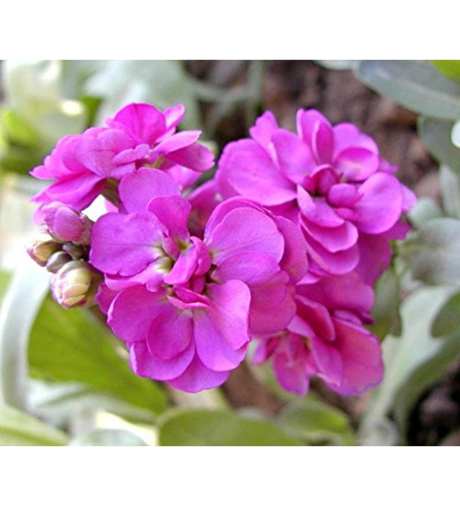 20 semi/confezione semi viola (petali rosa) semi di fiori in vaso