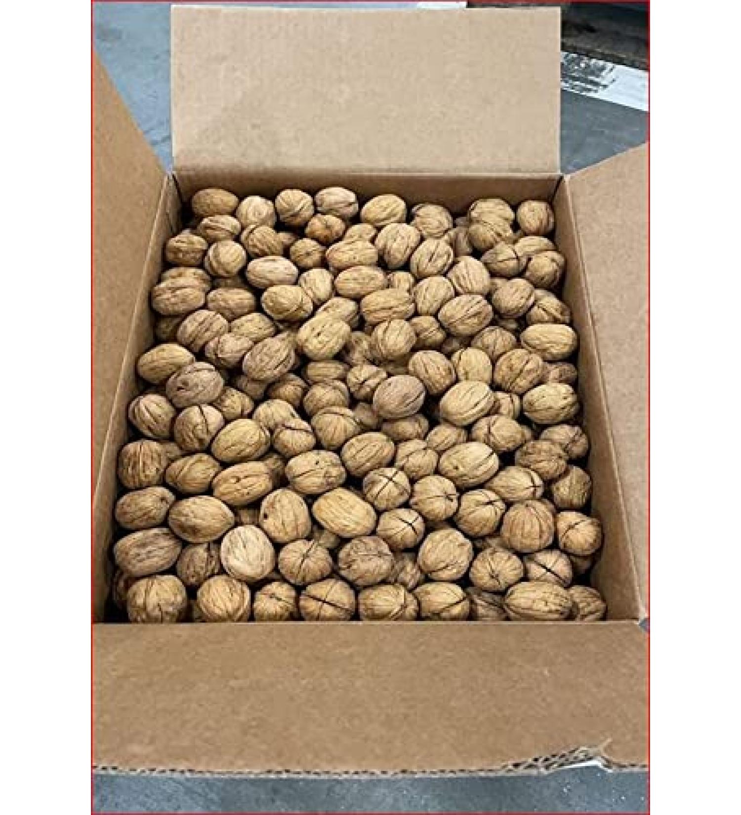 Chilean Walnuts with Shell - Premium Walnuts with Shell (1kg) 1.0 Kilograms