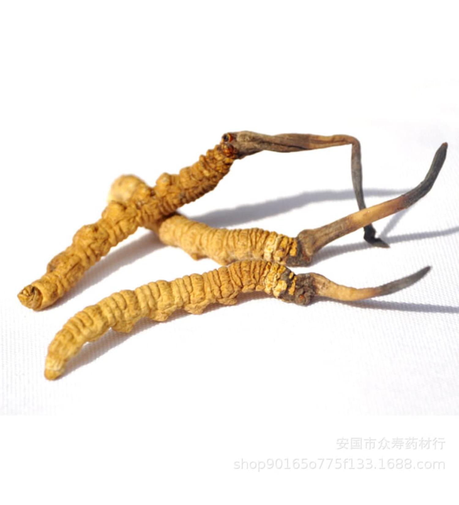 3 Grams Wild Himalayan Cordyceps Sinensis Chinese Caterpillar Fungus Dong Chong Xia Cao Cordyceps Sinensis Wild Cordyceps. - Buy Online on GoSupps.com