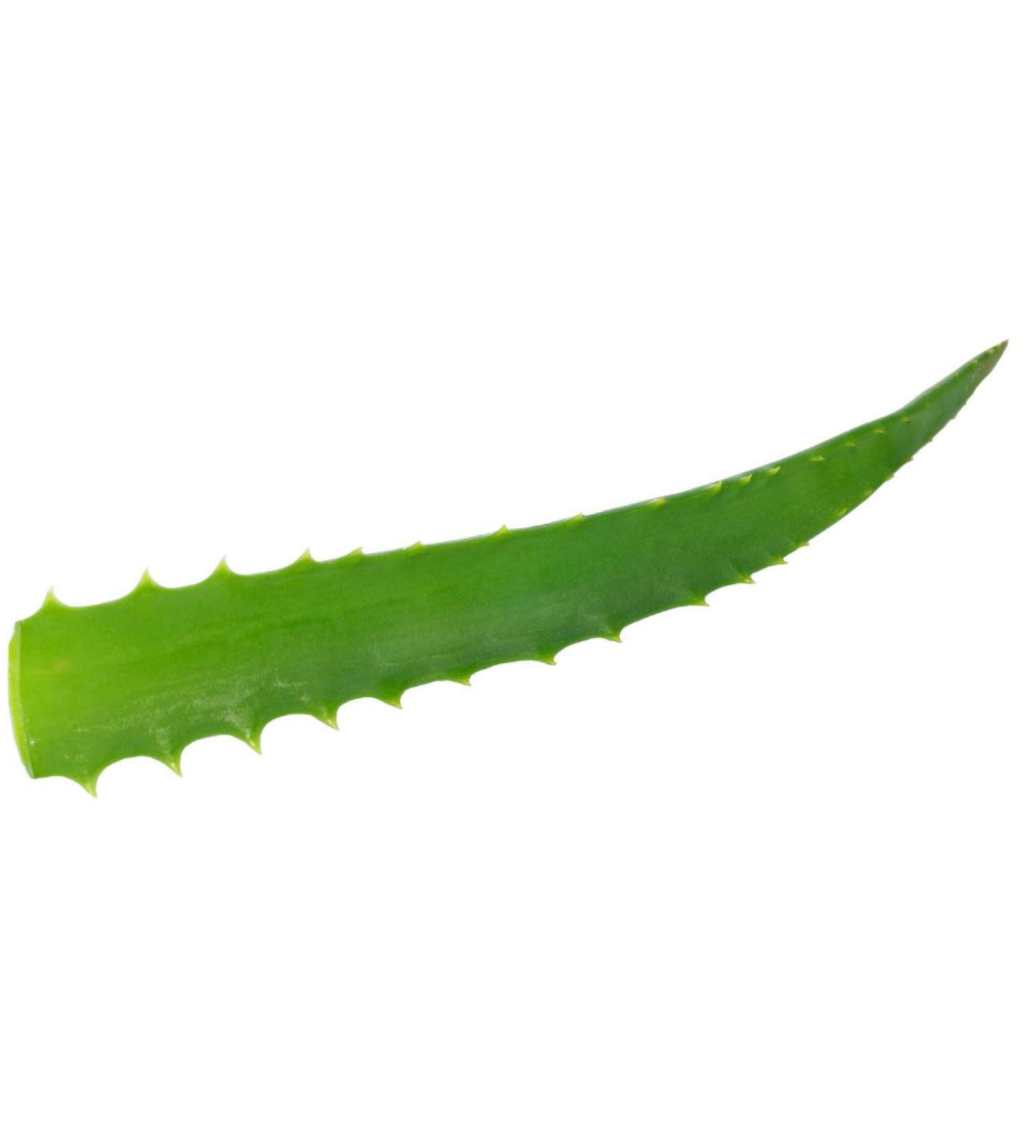  VONDERWEID Organic Aloe Arborescens leaves of Sicilian cultivation in open air | Quality leaves to make Aloe Arborescens juice - Aloe Arborescens Gel and Aloe Padre Zago | (2 kg) - Buy Online on GoSupps.com