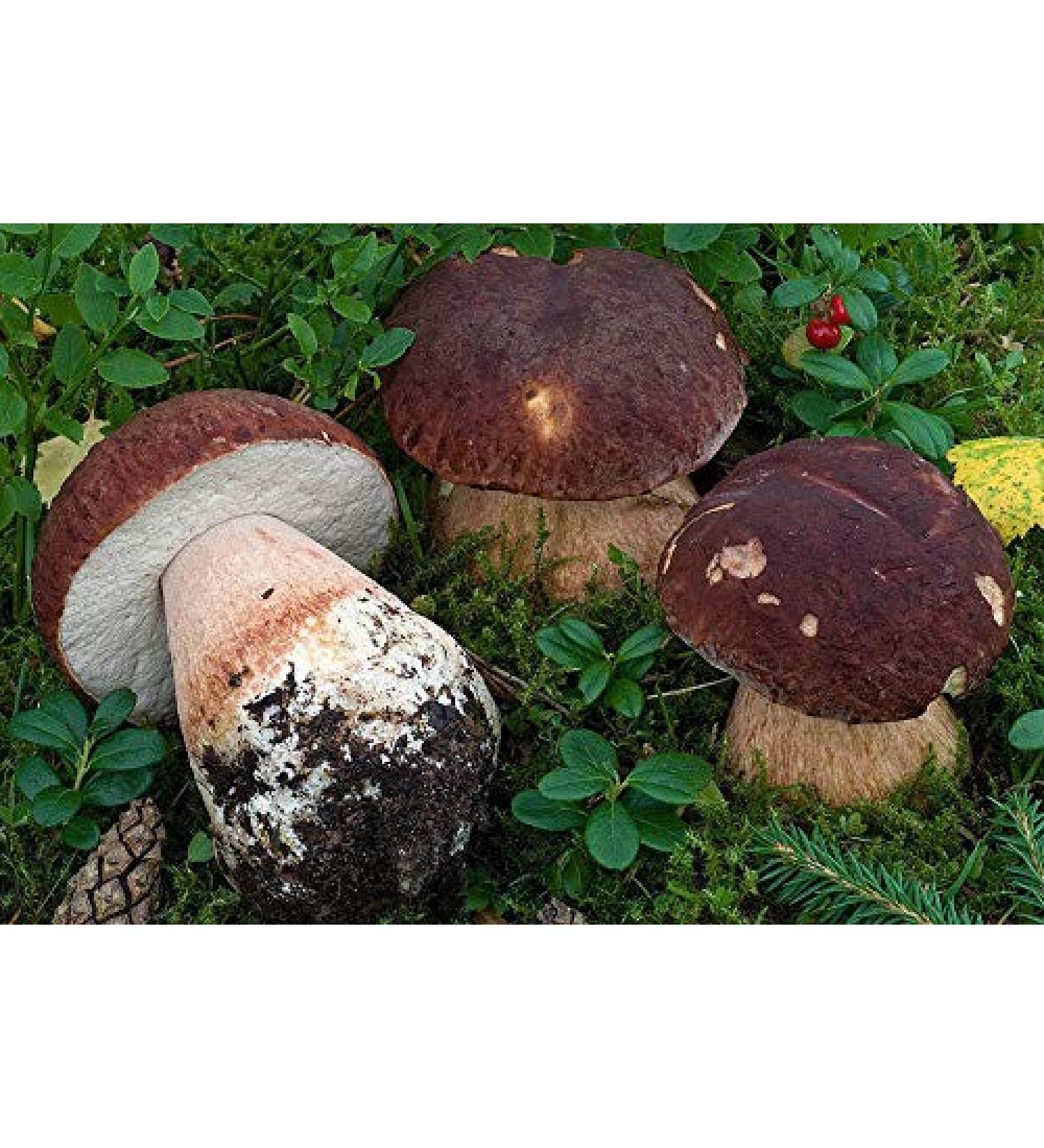 Portal Cool 30 G: Pino Bolete Bianco Fungo Boletus pinophilus Dry Grain micelio 10g o 30G
