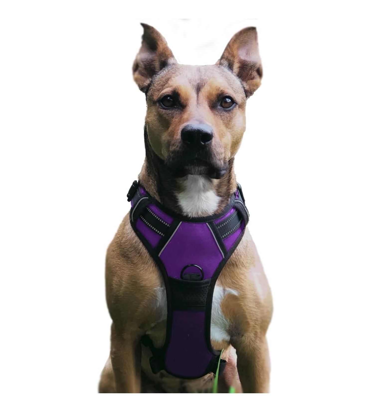 No Pull Adjustable Dog Bowls | Breathable Reflective Soft Padded Dog Dishes - Purple Medium - Buy Online on GoSupps.com