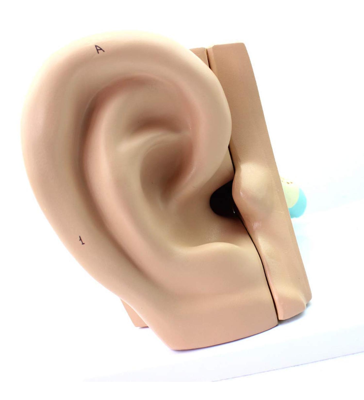 Educational Model Human Ear Model Outer Ear Middle Ear Inner Ear Otolaryngology Ear Structure Model Ear Structure - Buy Online on GoSupps.com