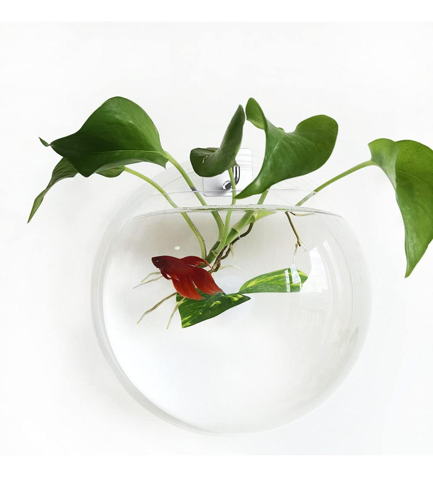 Noodoky Wall Mounted Betta Fish Tank Bowl - Small Hanging Aquarium for Plant Fish - 1 Gallon / 0.5 Gallon Capacity - Buy Online on GoSupps.com