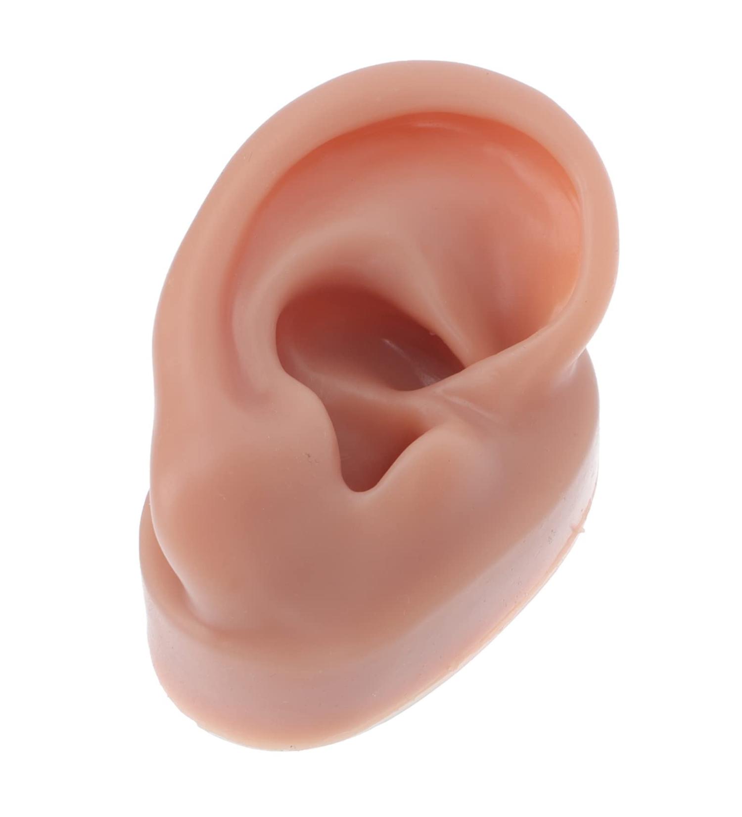 Buy Minkissy Silicone Human Right Ear Model | Fake Ear for Piercing & Acupuncture Simulation | 6.5x3.5 cm - Ideal for Body Part Ads - Buy Online on GoSupps.com