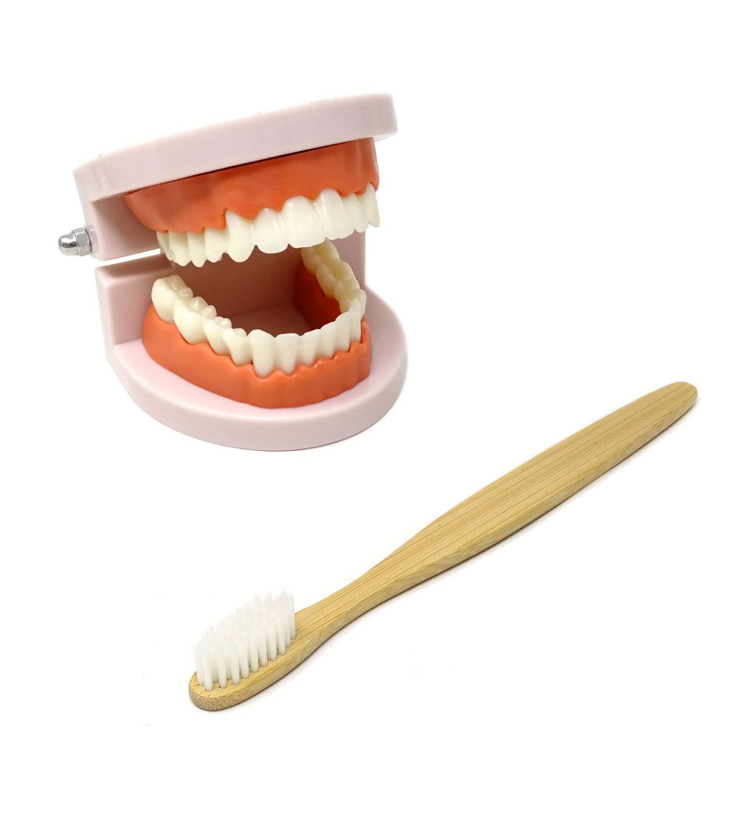 Honbay Standard Teeth Model with Toothbrush | Adult Dental Demonstration Teaching Supplies - Buy Online on GoSupps.com