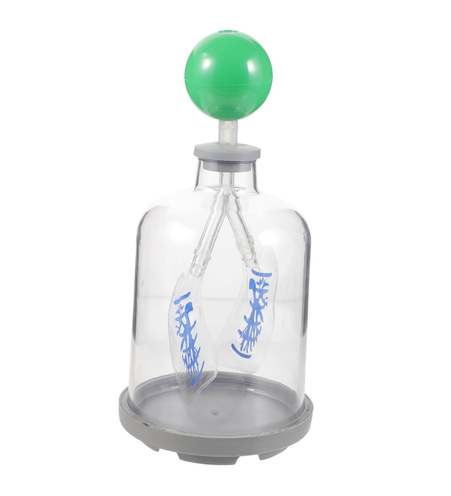 Buy Healvian Lung Breathing Model - Educational Human Body Organs Teaching Tool for Anatomy | International Shipping Available - Buy Online on GoSupps.com