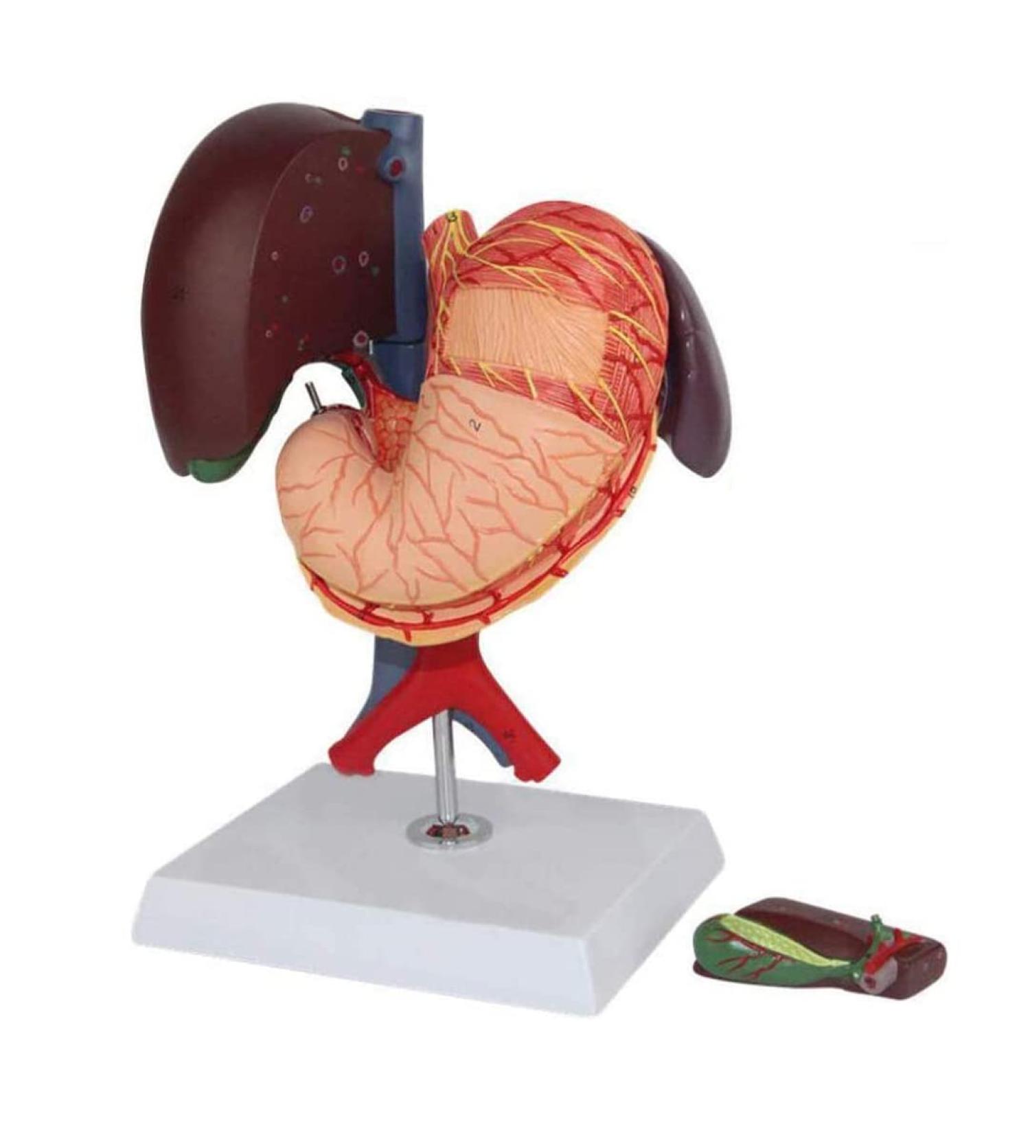 6 Parts Liver Gallbladder Pancreas Spleen Stomach Pancreas Gallbladder Human Life Size Liver Pancreas and Duodenum Simulation Model Anatomy Type - Buy Online on GoSupps.com