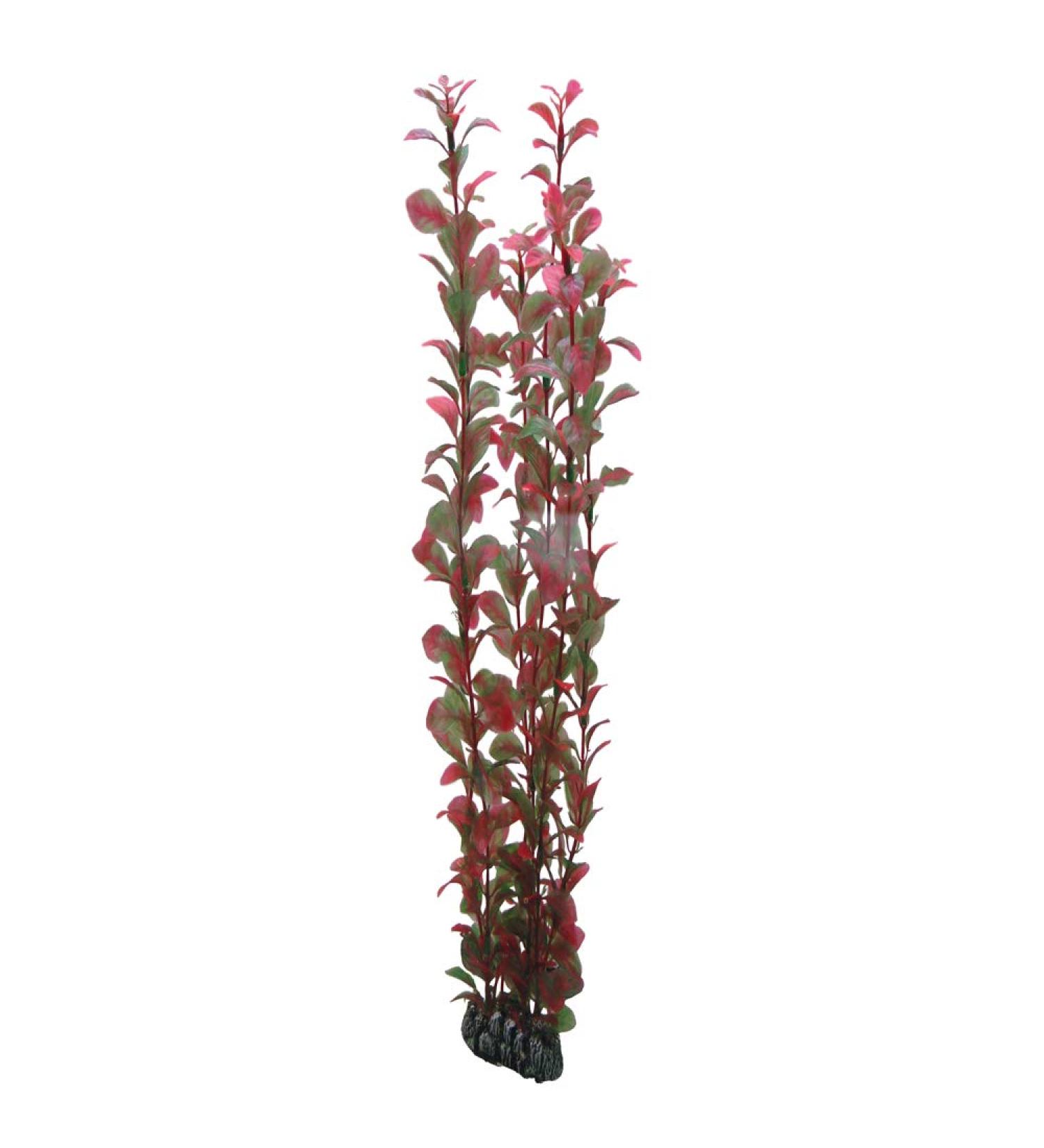 Hobby Ludwigia 60 cm