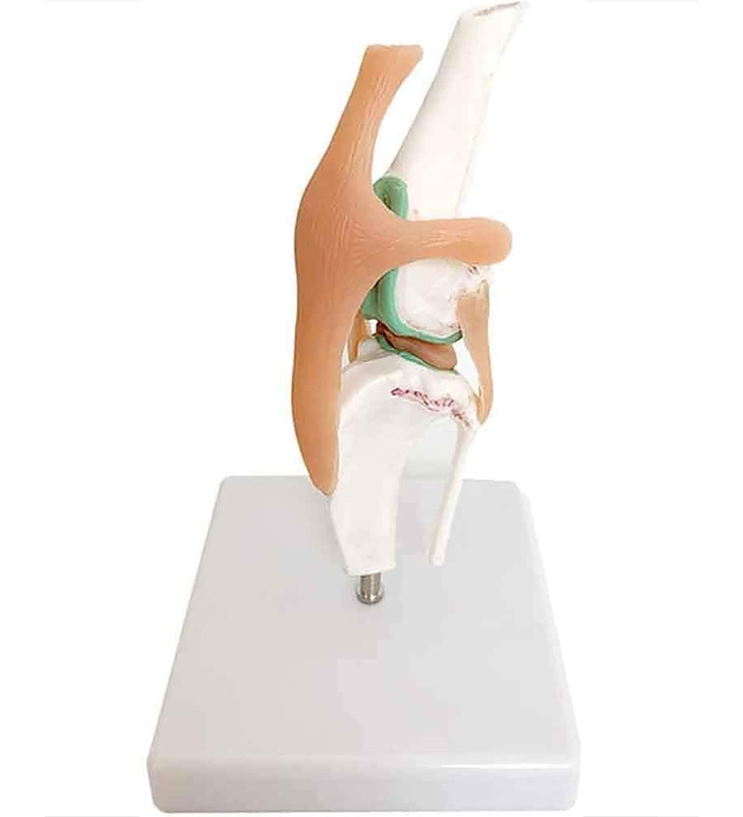 Knee Joint Model for Dogs/Dogs with Strap Animal Joint Skeleton Anatomical for Veterinary Lessons - Buy Online on GoSupps.com