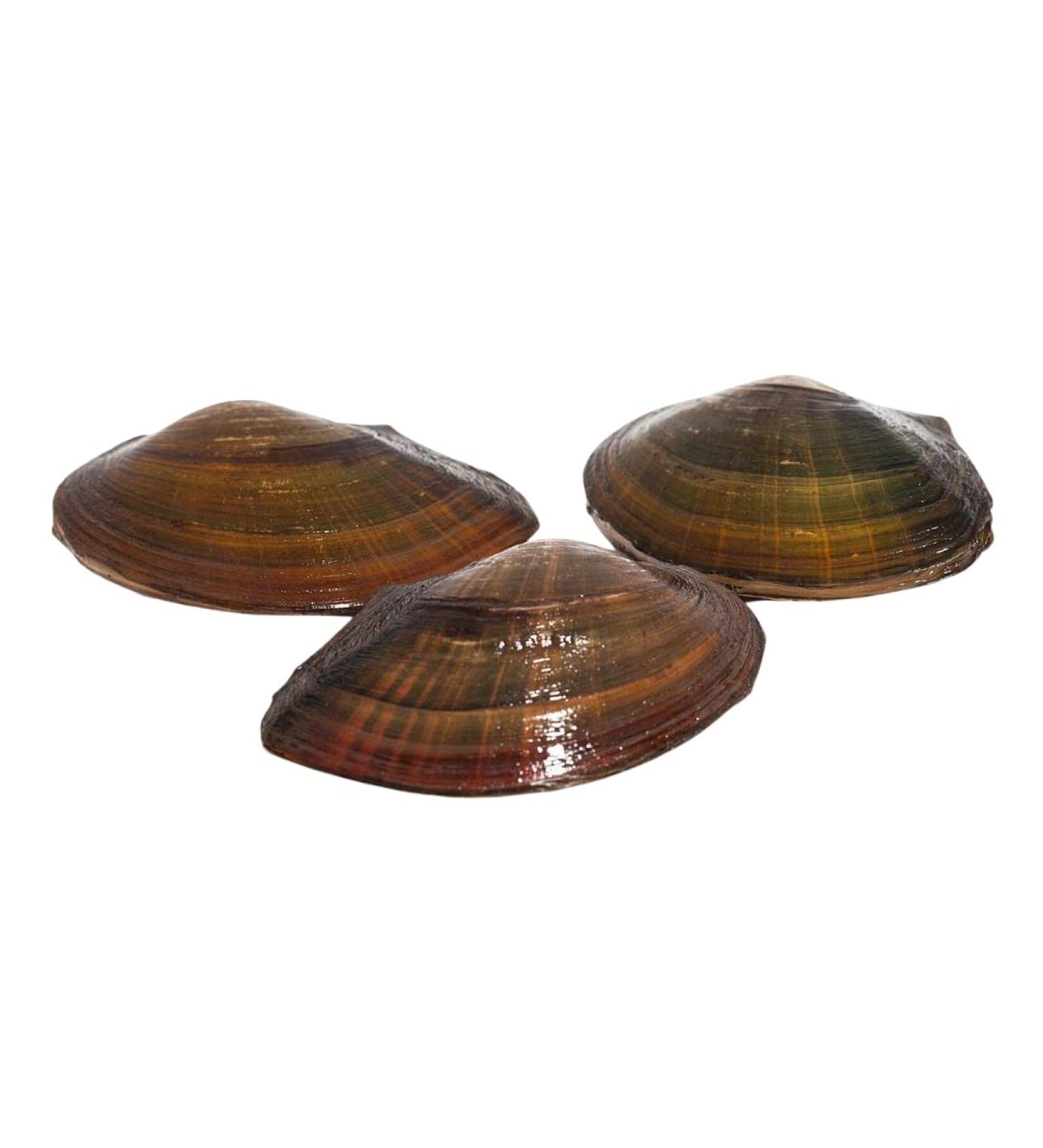 Buy Pond Mussels & NH ToxEx Ball - Algae Killer for Garden Pond | 3-Piece Set | Eco-Friendly Biofilter - Buy Online on GoSupps.com