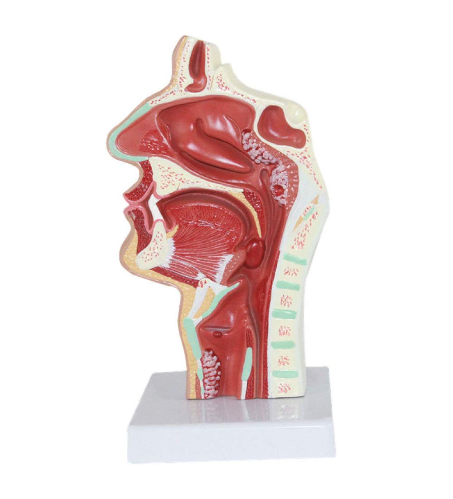 Nasal Pathology Model Human Nasopharyngeal Throat Disease Model Esophagus and Respiratory Tract Demonstration Section - Buy Online on GoSupps.com