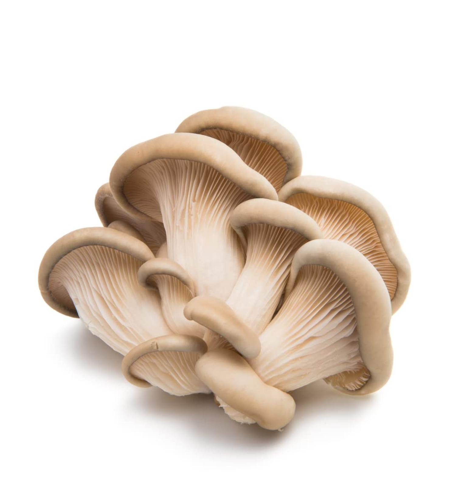Oyster Mushroom 5 kg -/+10%