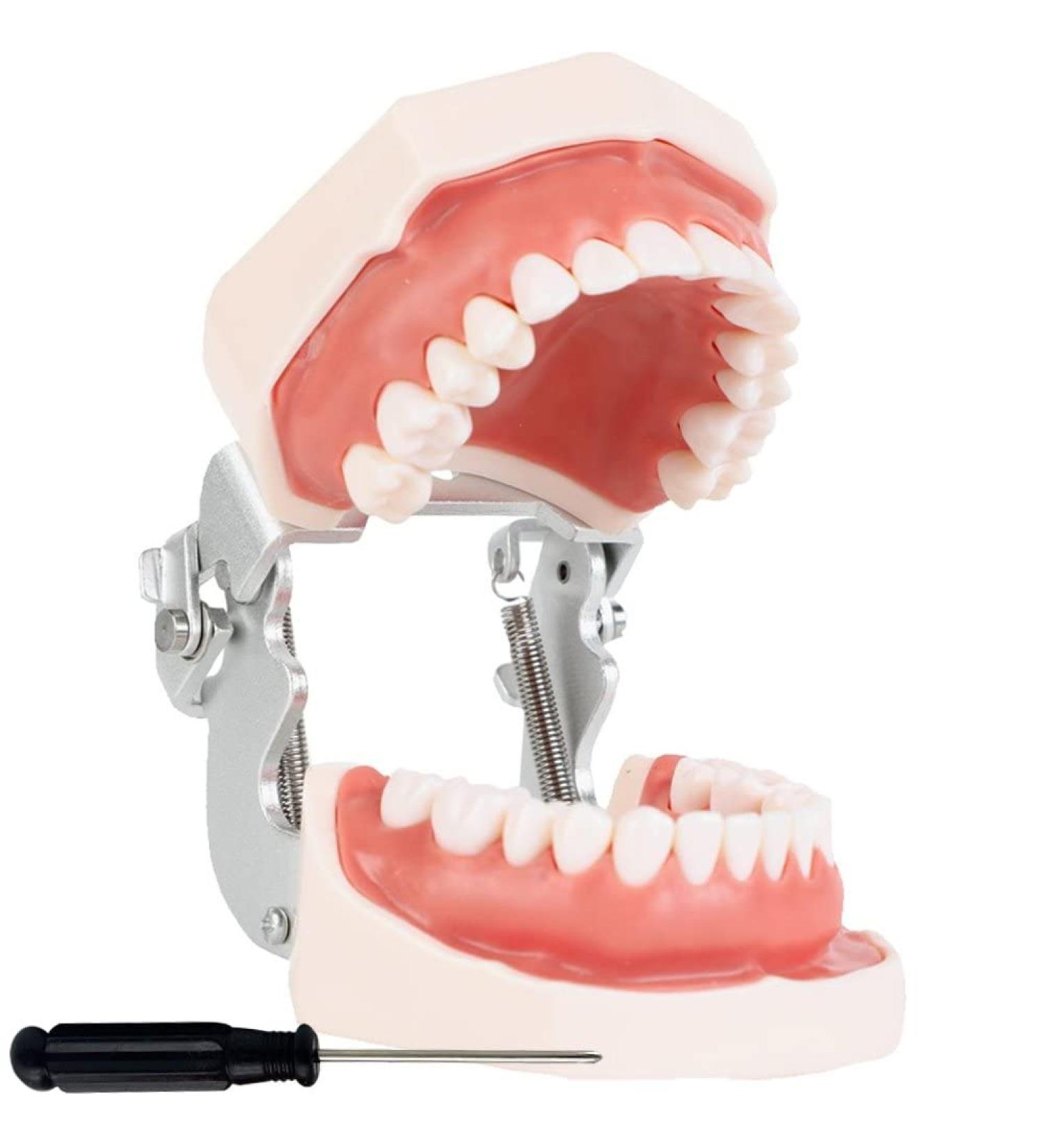Wudaizhi Dental Model with Removable Teeth - Perfect for Teaching & Practice | International Shipping Available - Buy Online on GoSupps.com