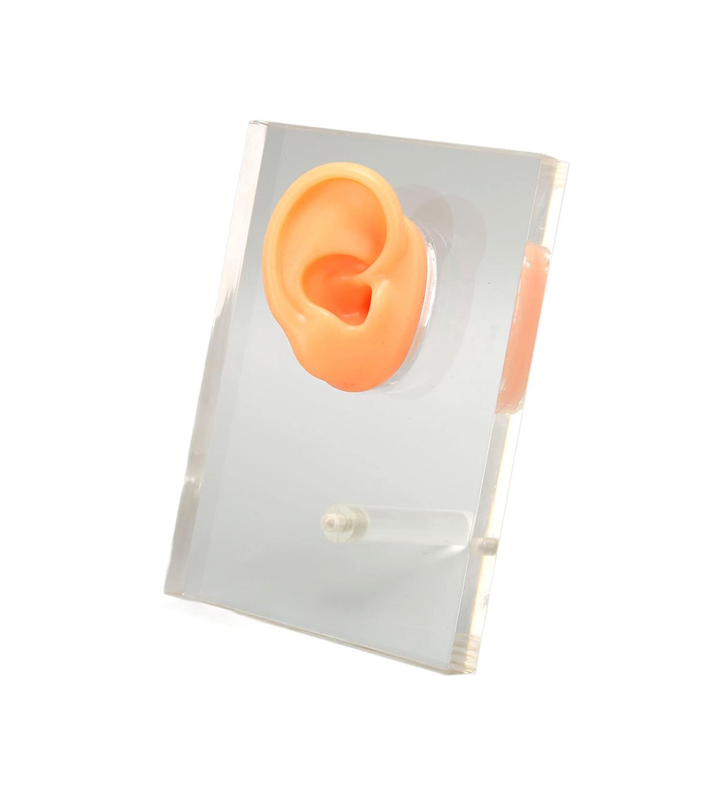 Silicone Right Ear Model with Fine Details - Ideal for ENT Hospitals - Buy Online on GoSupps.com