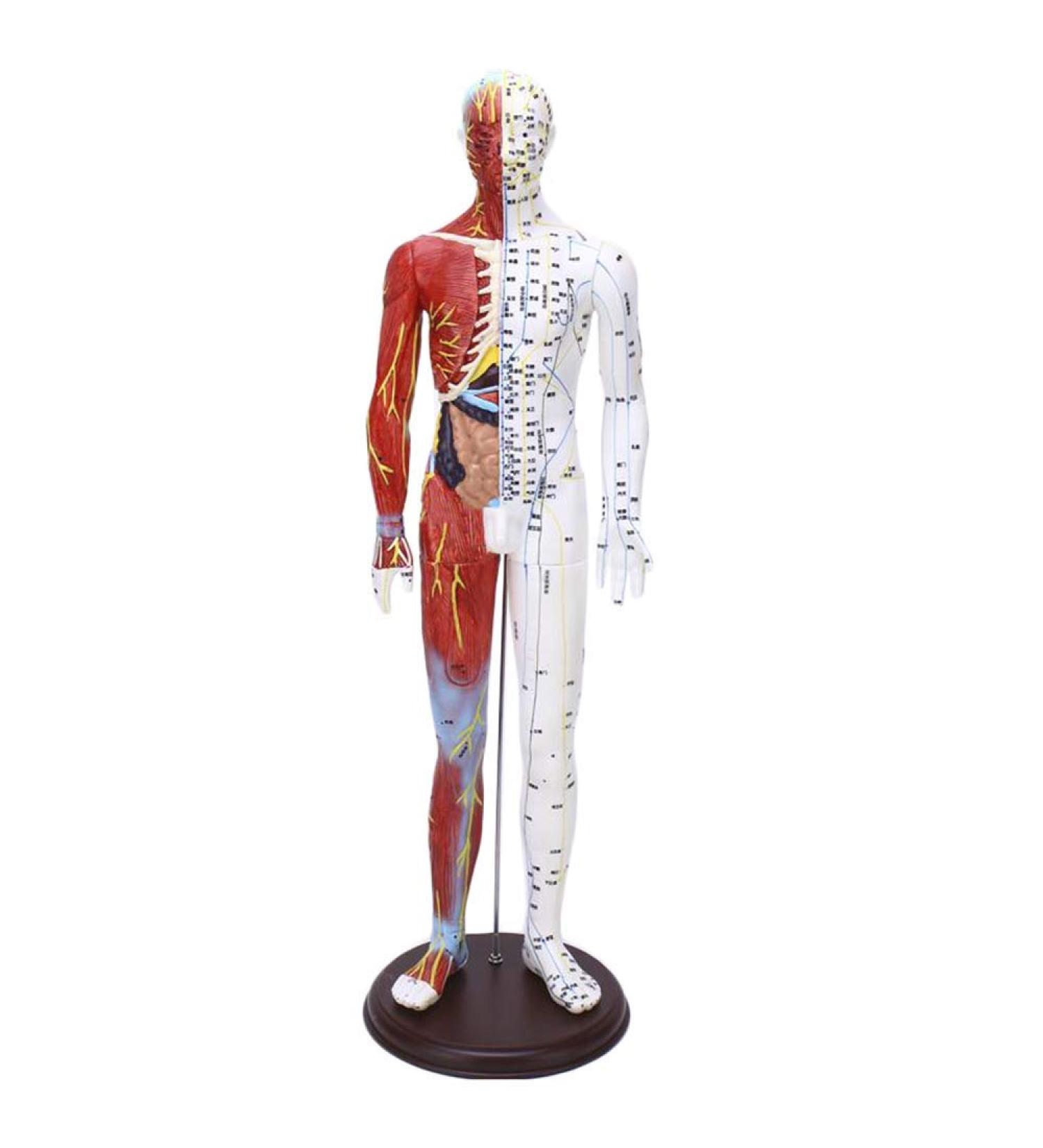 Model Anatomy Professional Medical Acupuncture Male 60cm Super Clear Lettering Half Skin Half Muscle Acupoint Model - Buy Online on GoSupps.com