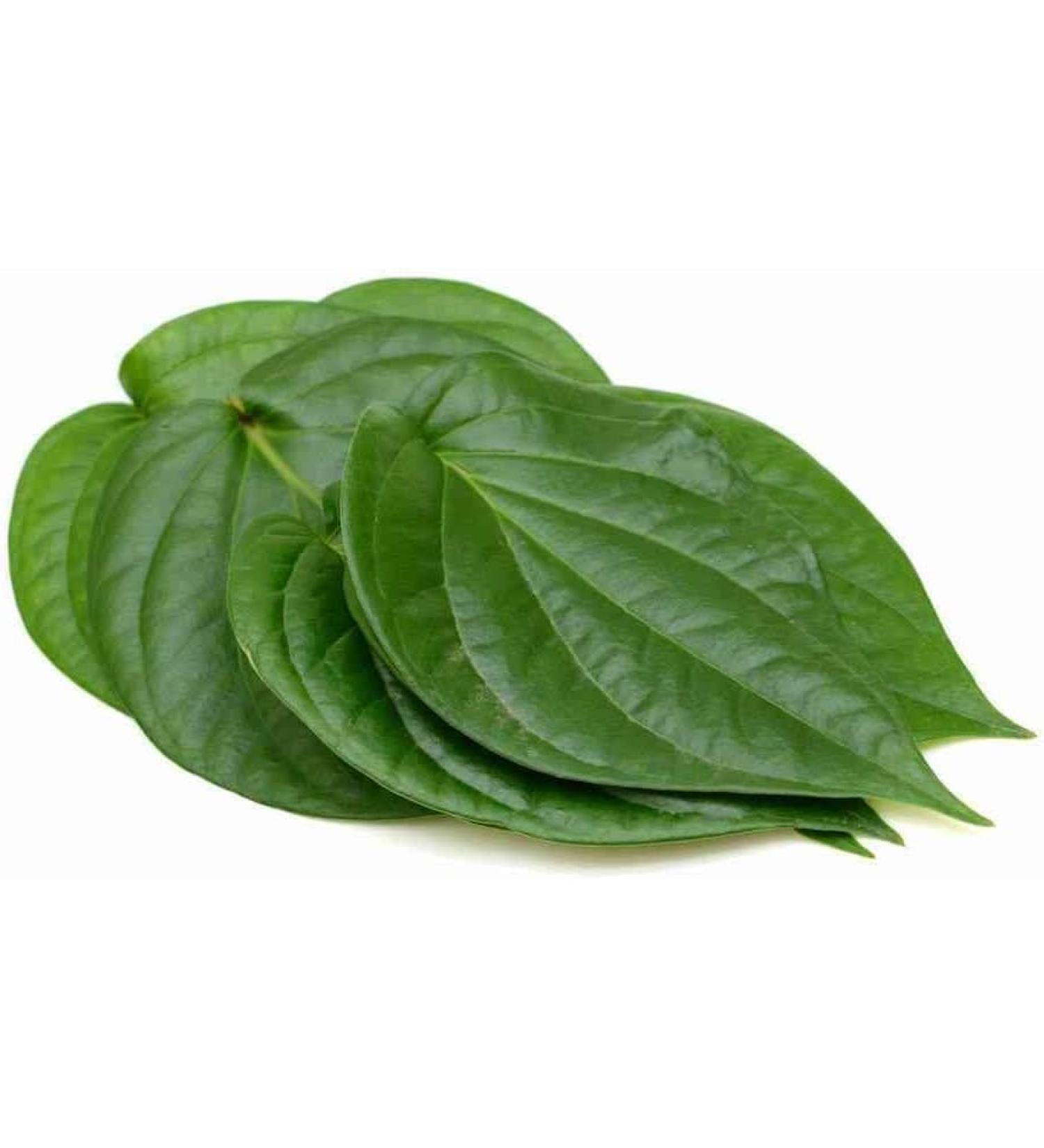 Seelans Fresh Beetle Leaves 25pcs | Pan Leaves Fresh Leaf | Used for Pooja & Edible | Indian | Next Day Shipping - Buy Online on GoSupps.com
