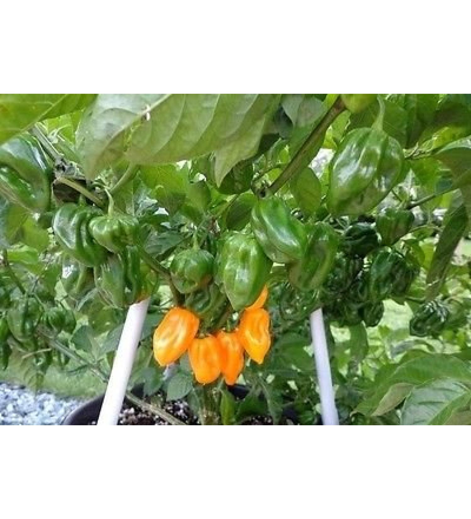 Habanero Grande Sole Giallo 15 Semi Hot Chili Pepper no estrema Rare