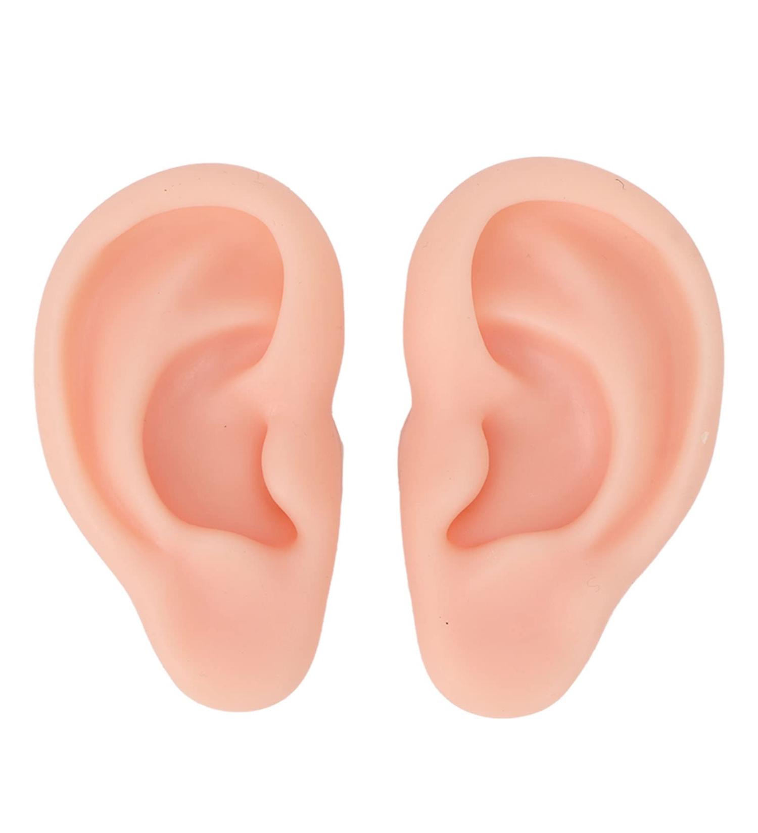 Silicone Ear Model for Earrings - Flexible Simulation Earmodel for Jewelry Display & Acupuncture Training - Lightweight Teaching Tool - Buy Online on GoSupps.com