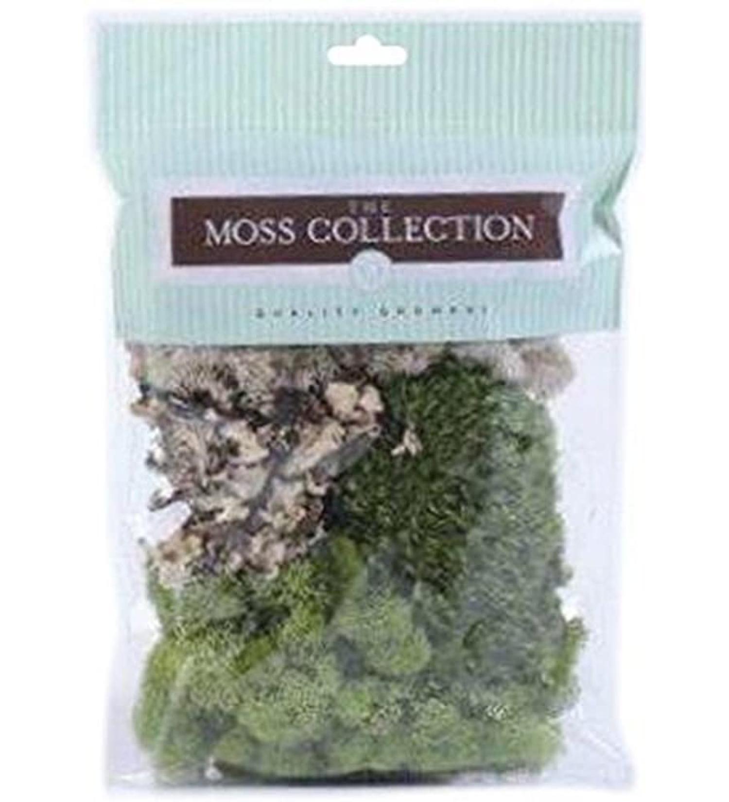 Quality Growers Darice 97786 10 Well Oblong Shape Artist Palette