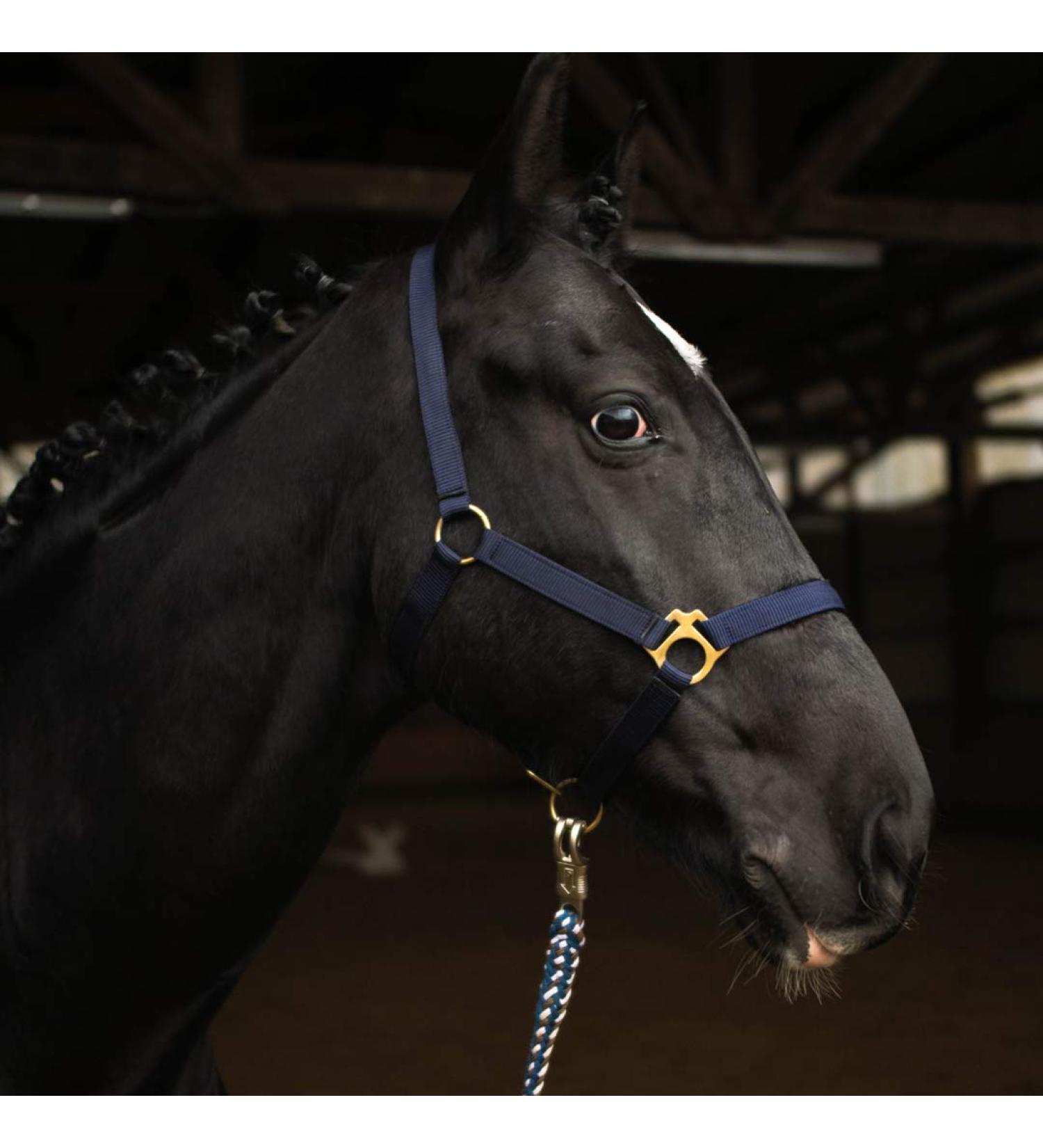 Adjustable Dark Blue Halter for Warmbloods Thoroughbreds & Cold Bloods - Safe Tear-Resistant Stable & Pasture Use | 2 Compartment Chin & Neck Straps - Buy Online on GoSupps.com