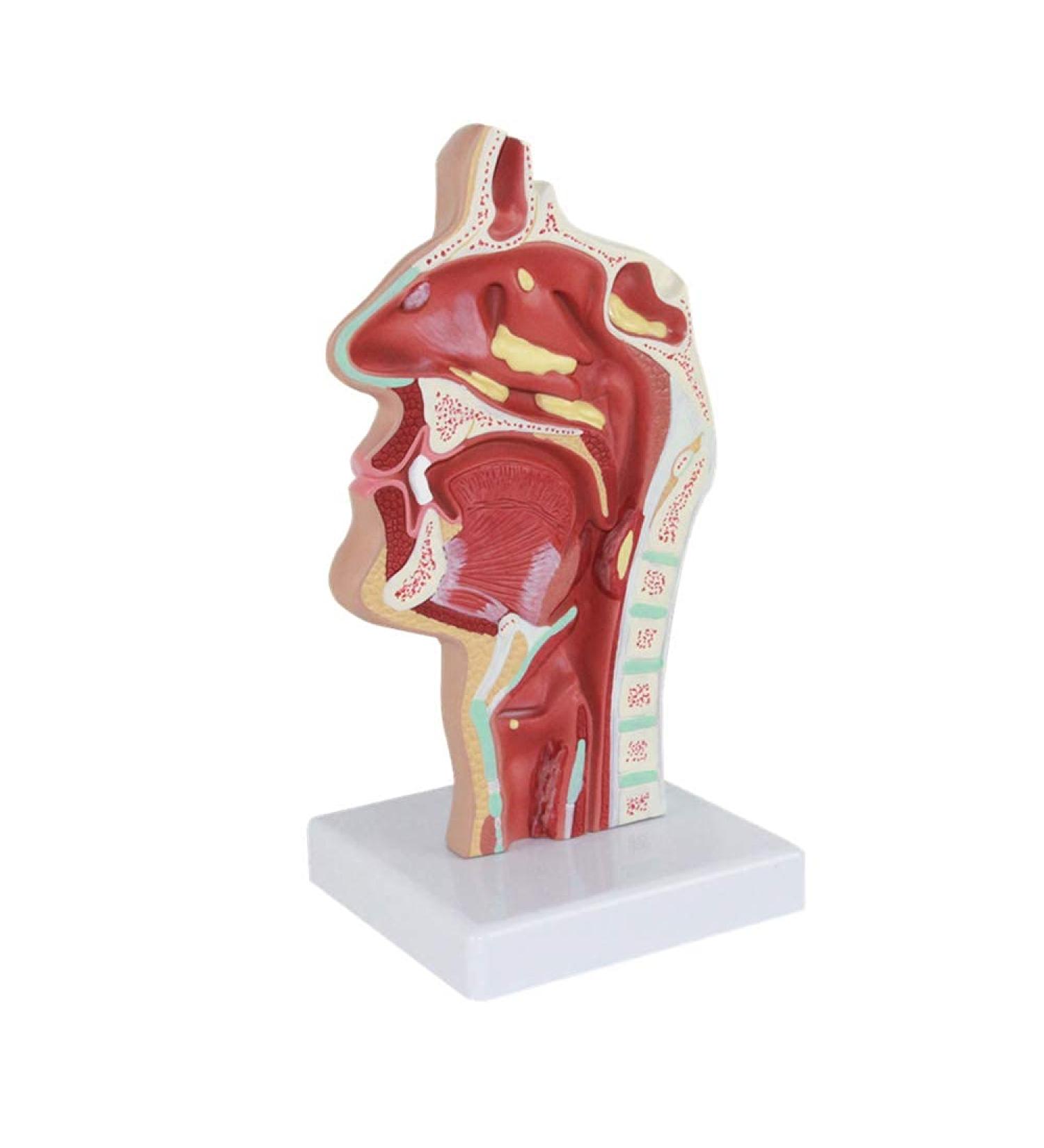 Nasopharynx Pathological Display Model Nasal Cavity Oral Cavity Pharynx Larynx Model