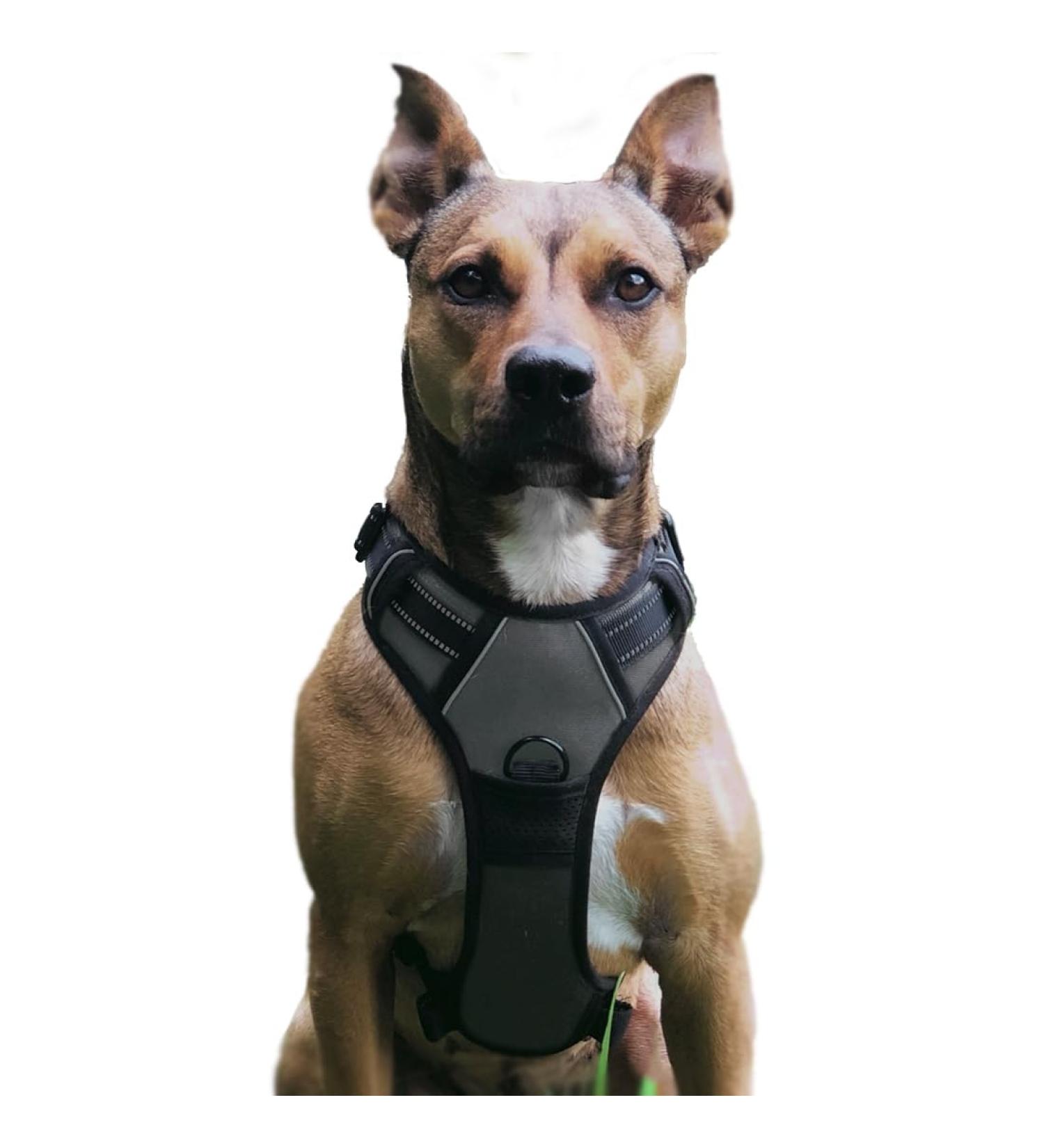 No Pull Dog Harness - Adjustable Breathable Reflective Soft Padded - Large Gray | International Shipping - Buy Online on GoSupps.com