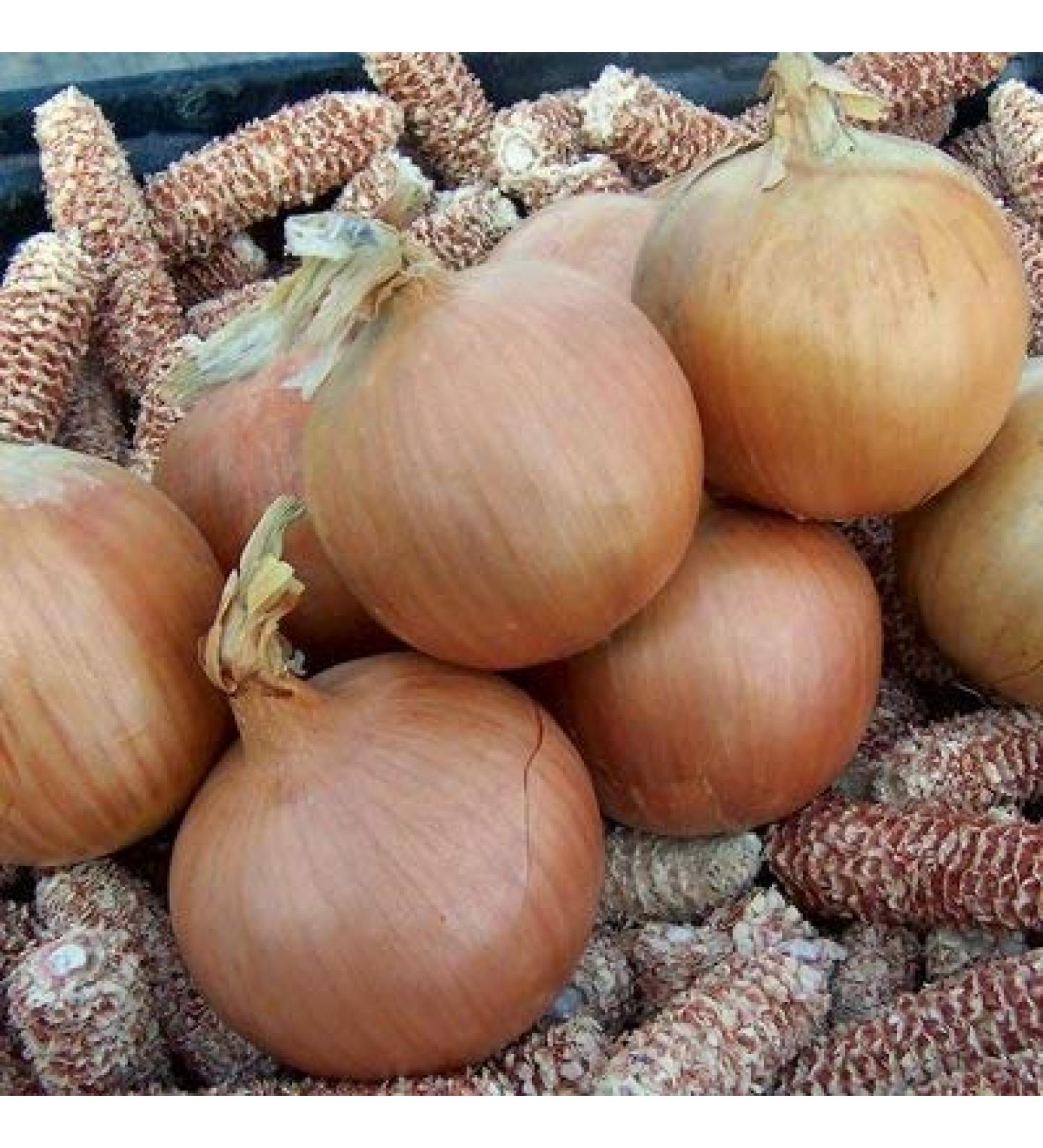 1M semi of Conventional and Organic Talon Onion