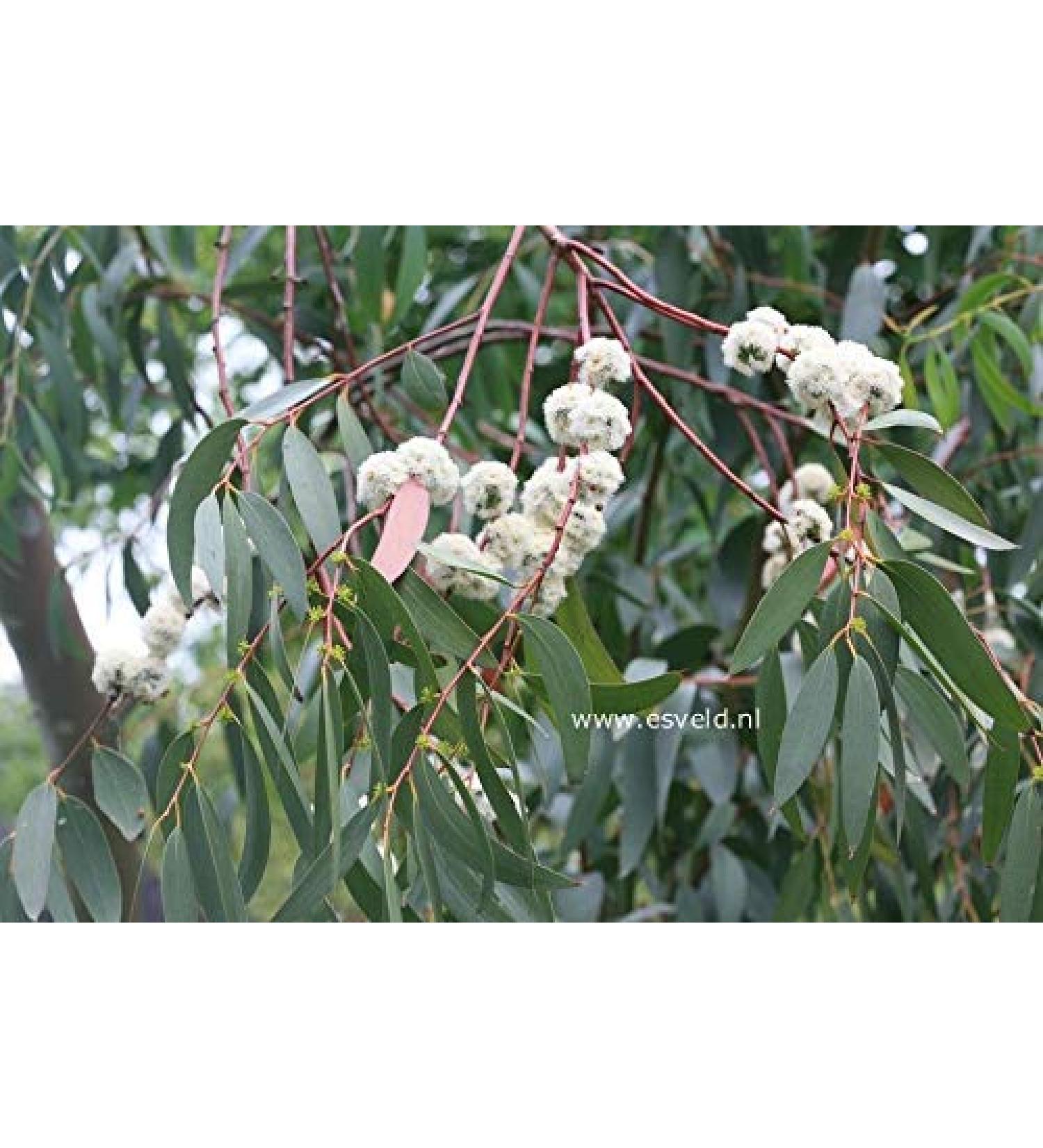 Eucalyptus Parvula O Piccolo Leaved Gum 50 Semi