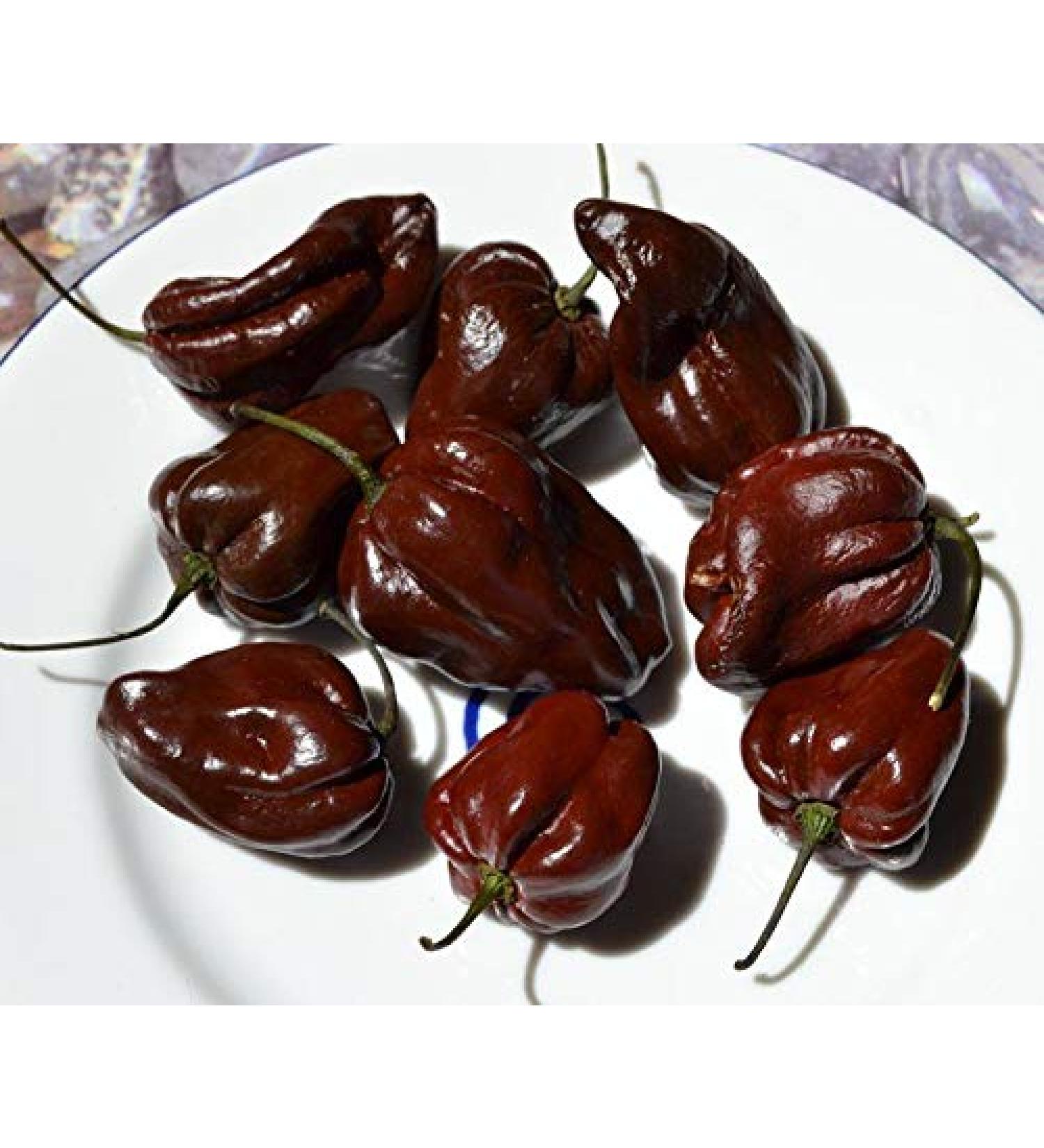 Portal Cool 100 pc/sacchetto Nero Peppers Semi di Cioccolato al peperoncino Speciale di Colore Paprica - Buy Online on GoSupps.com