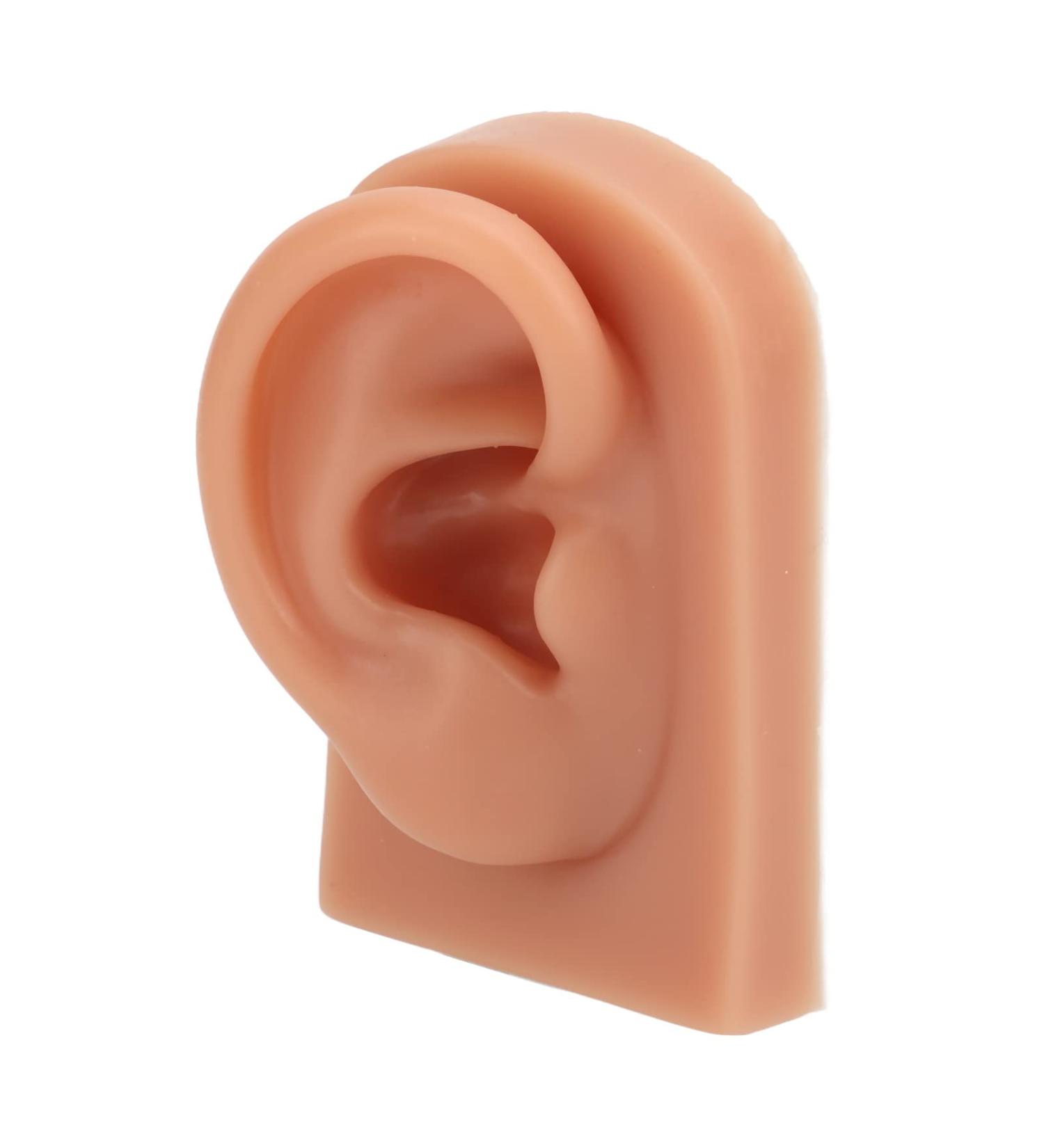 Flexible 3D Silicone Ear Model for Acupuncture Training | Reusable Soft Elastic Ear Piercing Model - International Shipping Available - Buy Online on GoSupps.com