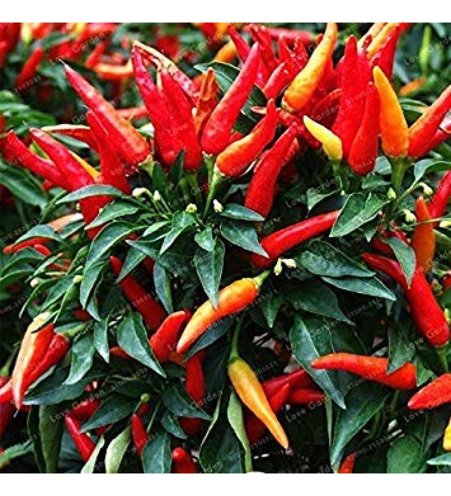 . 100 Piante di Verdure Pz Chilli FAI da Te in Vaso dell'interno Paprika Esterno per Il Giardino Della casa germinazione Tasso del 95%: 17