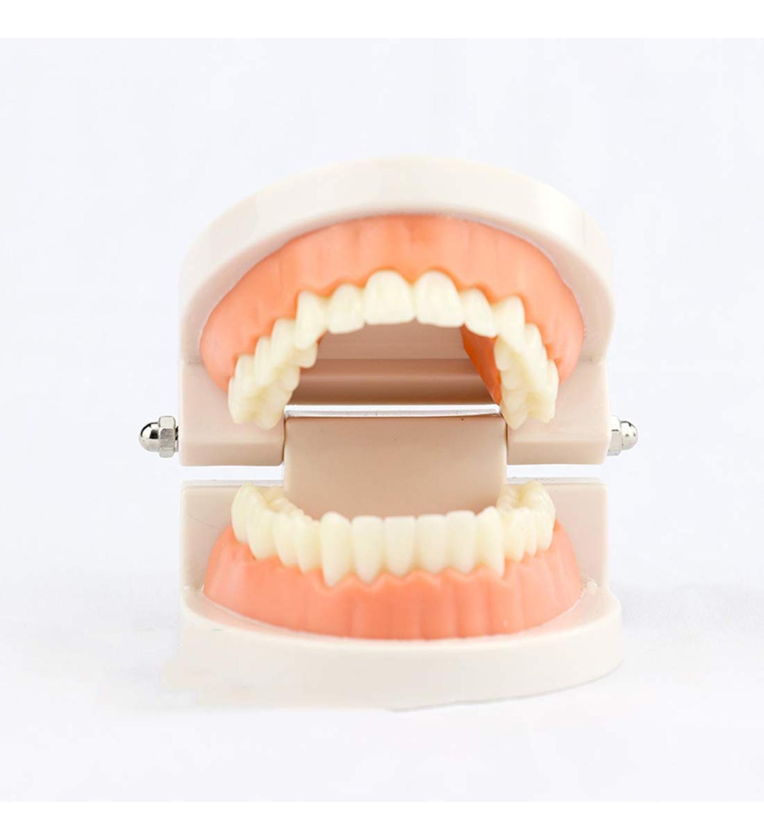Buy Adult Standard Demonstration Teeth Model - Flesh Pink | Best Educational Tool for Teaching & Study | International Shipping Available - Buy Online on GoSupps.com