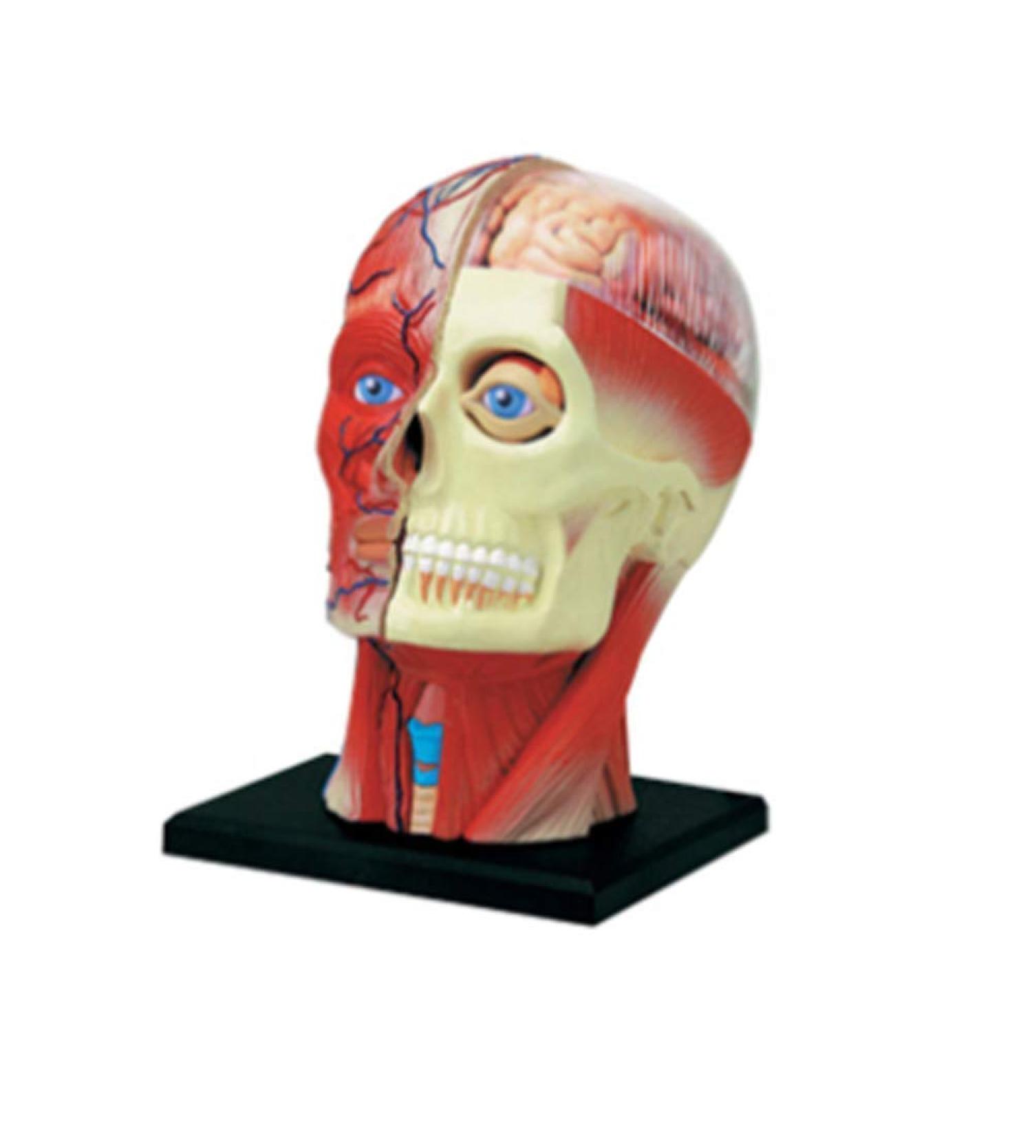 Educational Model 4D Human Head Anatomical Model Head Brain Muscle Nerve Medicine Anatomy Model Removable 14 Part Puzzle Toy for Lab Science Demonstrate Teaching Medical Models - Buy Online on GoSupps.com