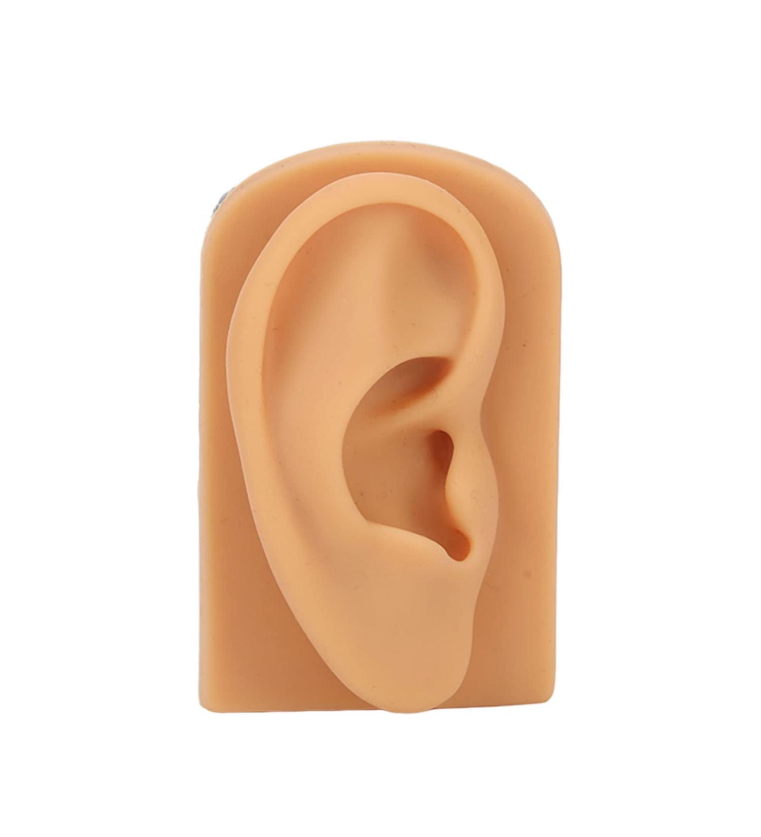 Ear Model Soft Silicone Right Ear Model Clear Structure Science Education Easy To Observe Flexible Waterproof for Display - Buy Online on GoSupps.com