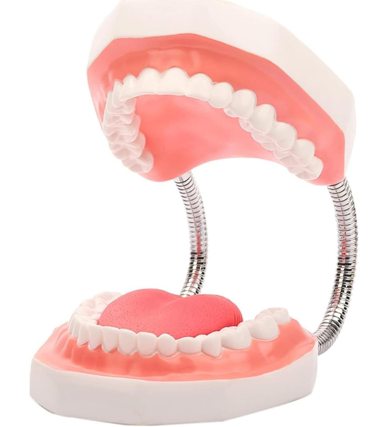 Yunyhao Tooth Model - 6X Enlarged Dental Hygiene Aid with Removable Tongue for Medical Teaching & Training | Ideal for Schools Hospitals and Medicine - Buy Online on GoSupps.com
