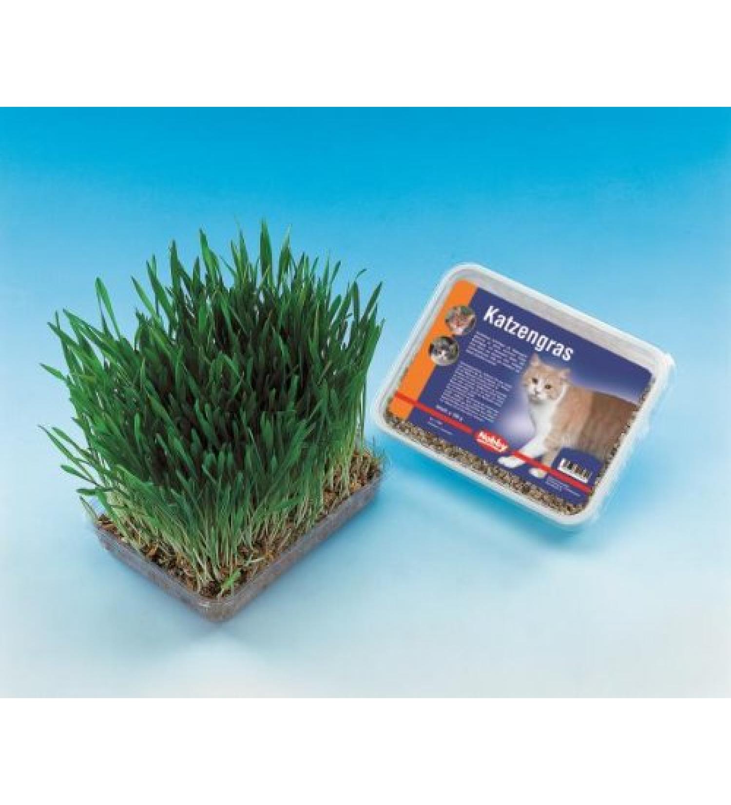 Nobby cat grass 100 g