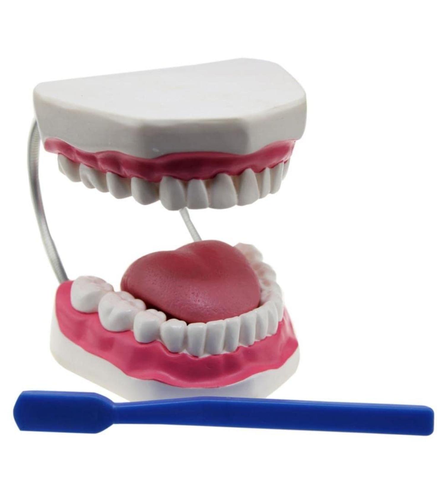 Edu-Science 03089 Giant Dental Care Teeth Model
