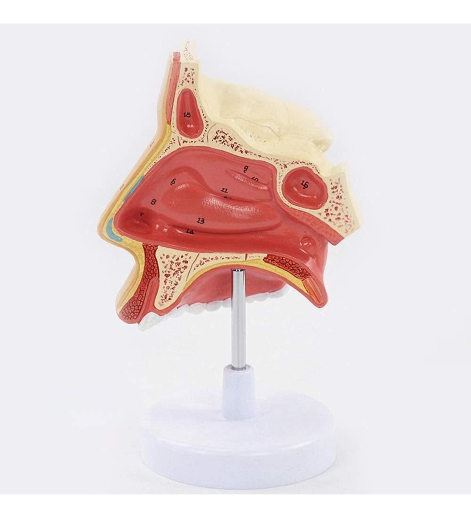 Anatomical Model Throat Nose Model of The Mouth of Nasal Cavity Medical Anatomical - Buy Online on GoSupps.com
