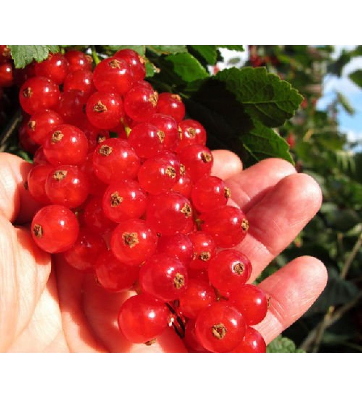 Rare Rovada redcurrant longest bunches of giant seeds fruits7 currants