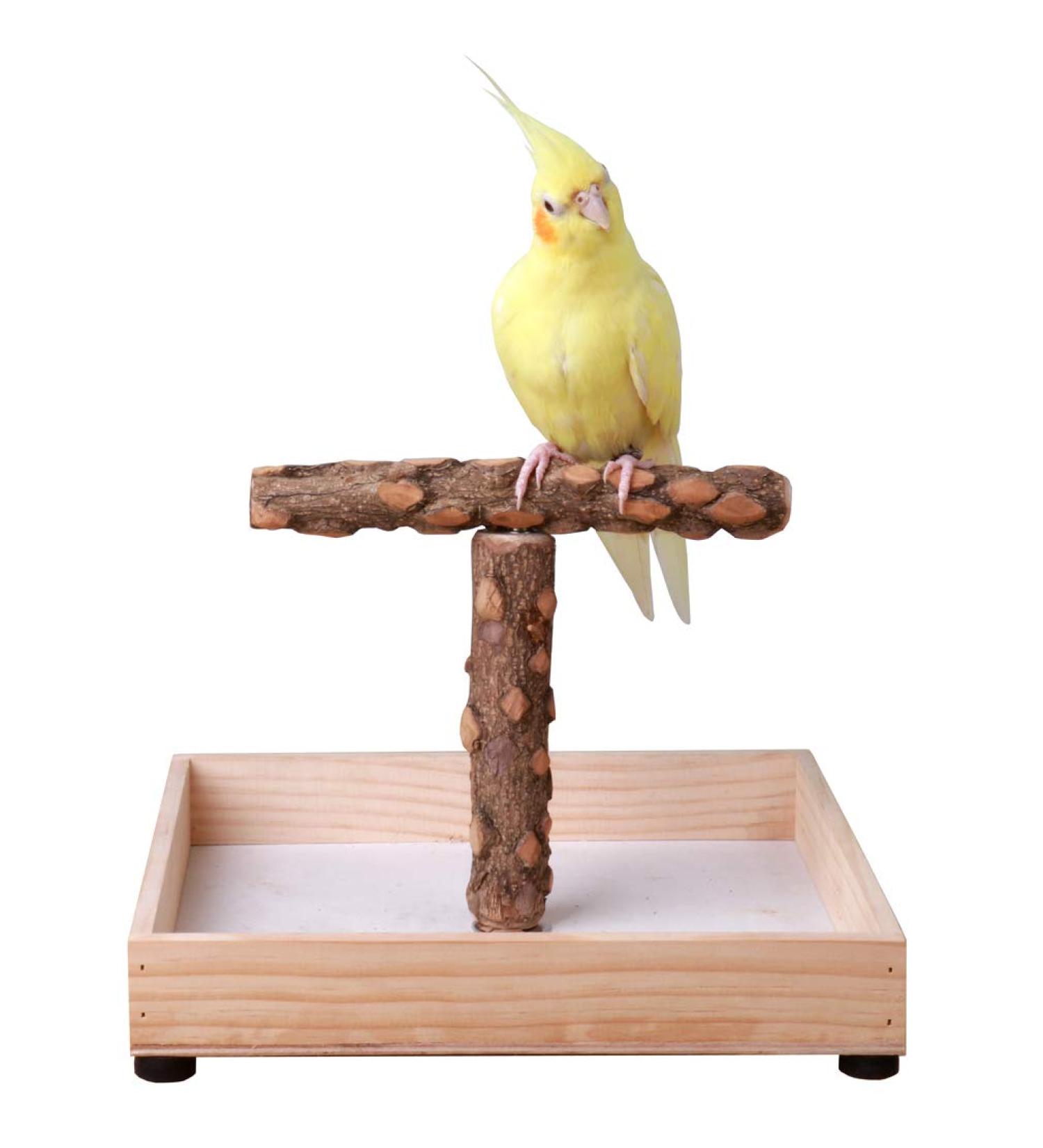 KINTOR Portable Tee Stand for Small Medium Parrots - Parrot Play Stand & Perch Gym - Buy Online on GoSupps.com