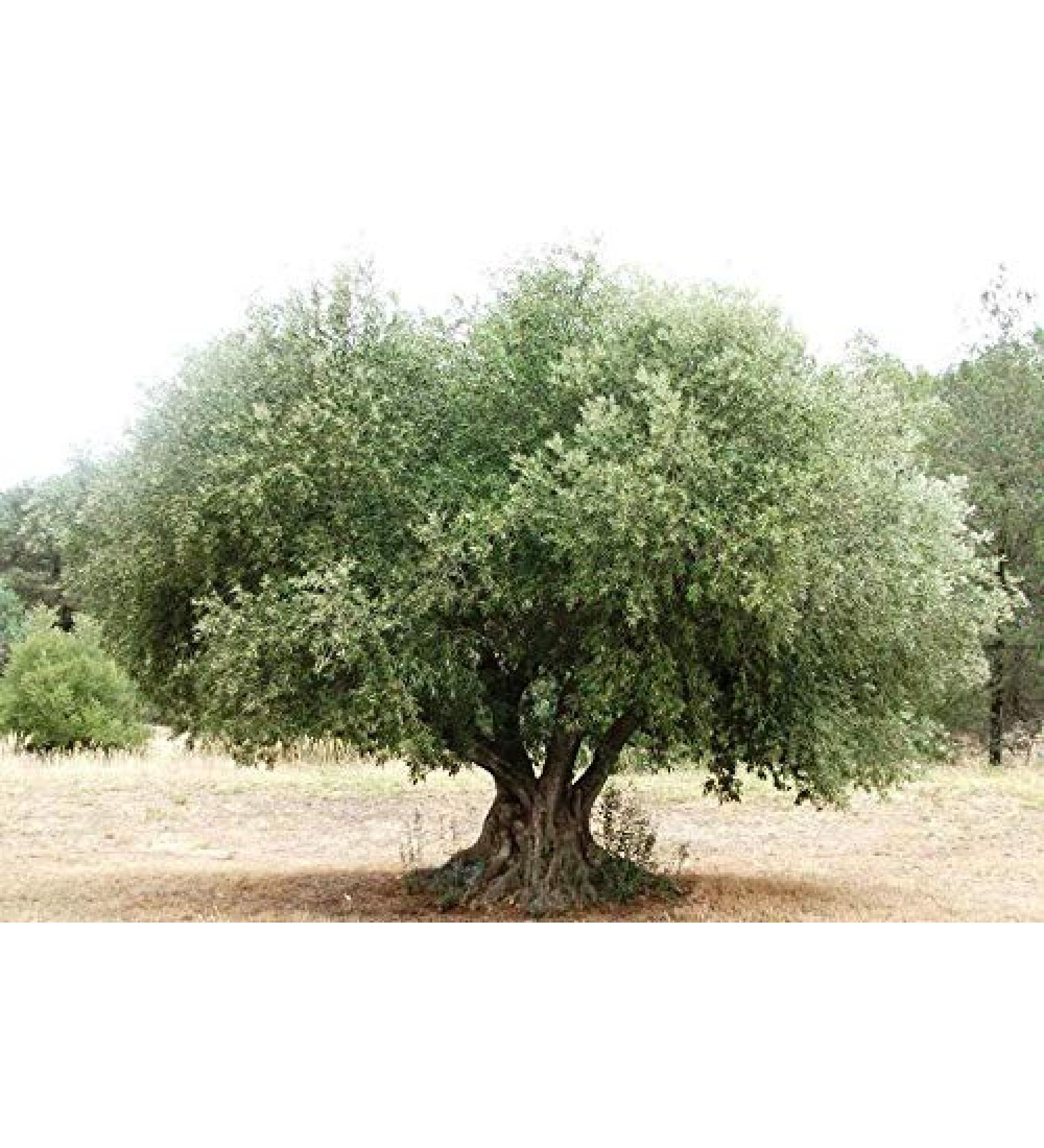 Portal Cool 200G / 7 Foglie: Pure Olive Leaf Tea Diretta Albero Talee Semi Fresh Leaves Olea Europaea Galega