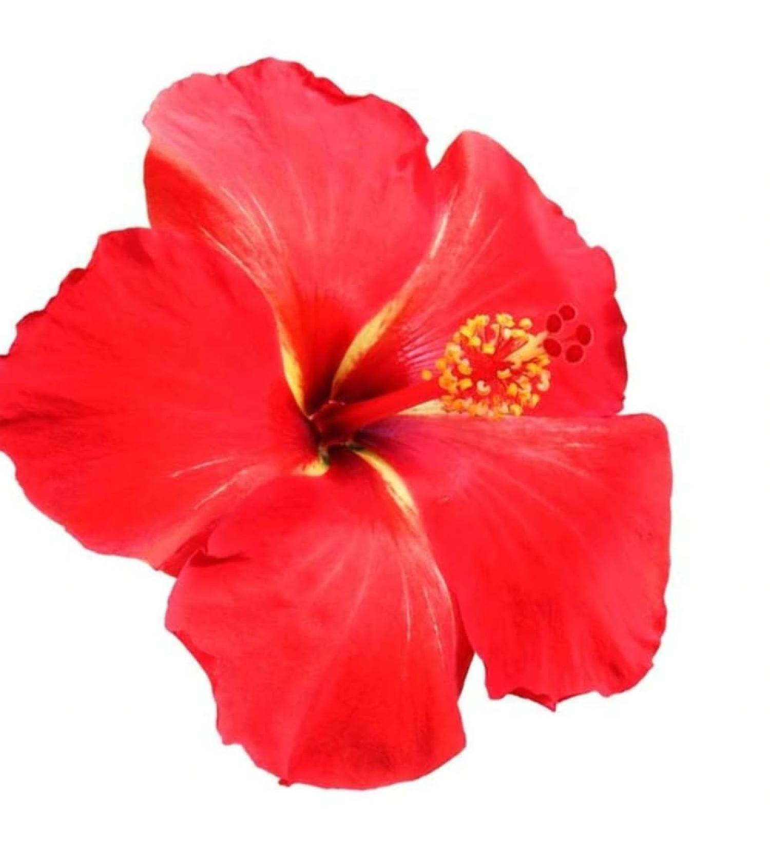 mybrand Hibiscus Flower Infusion Healing Anti-Aging Regenerative Damaged Skin Problem Skin 2oz Glass Dropper Bottle