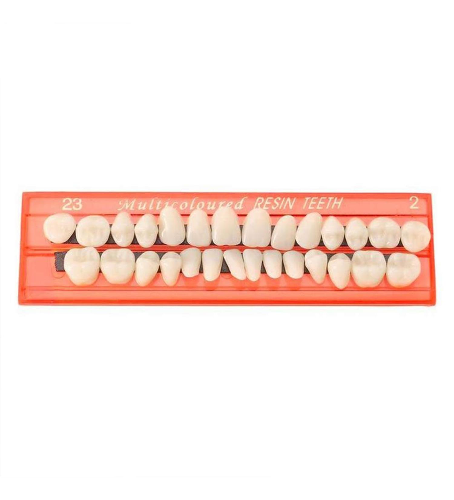GDZTBS Resin False Teeth - 28pcs Synthetic Fake Teeth Model | Durable Temporary Dentures for International Shipping - Buy Online on GoSupps.com