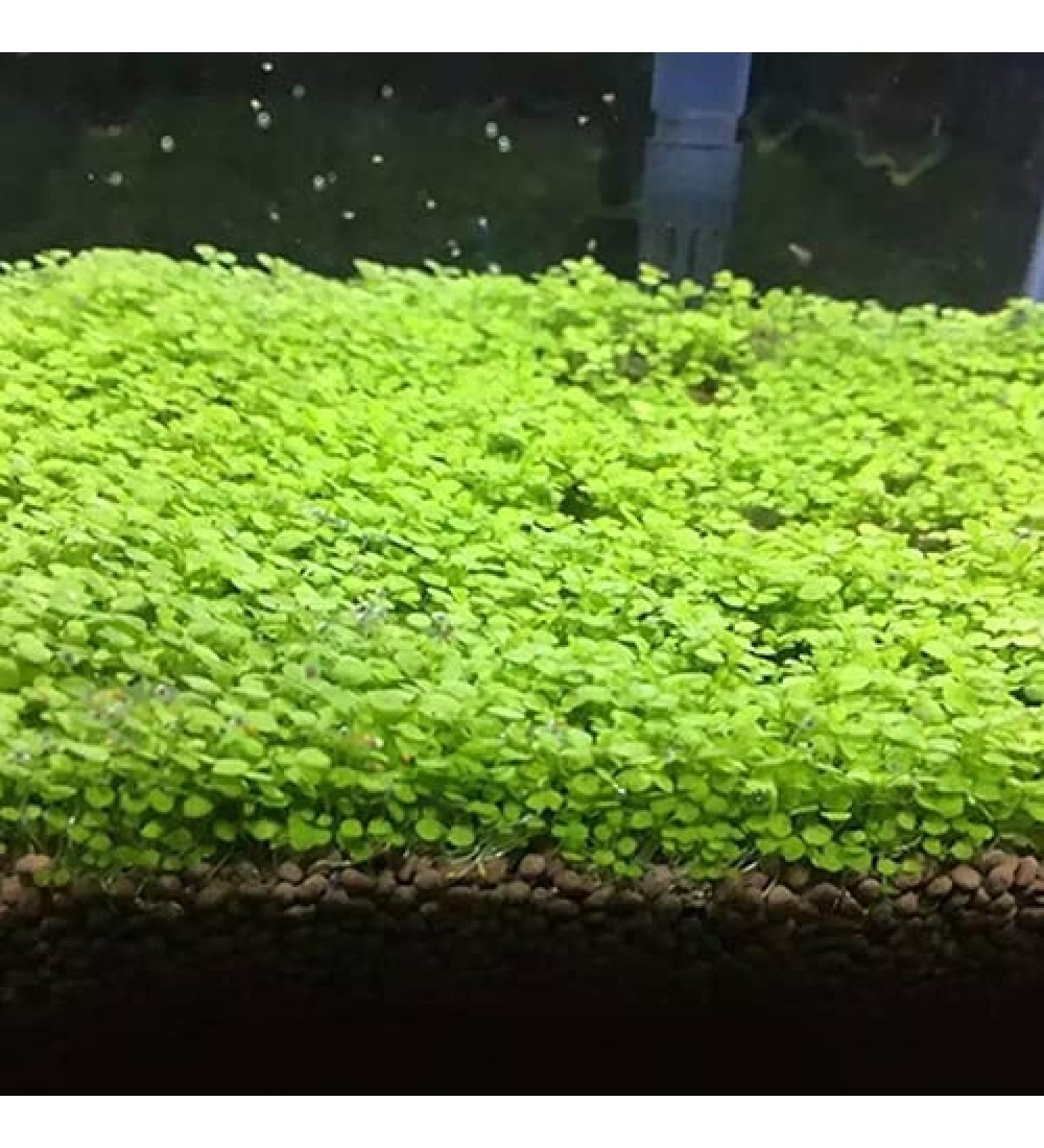 Haloppe 500 Aquarium Plant Seeds - Perfect for Home Garden & Aquatic Decor | 1000stk Water Grass Decoration - Buy Online on GoSupps.com
