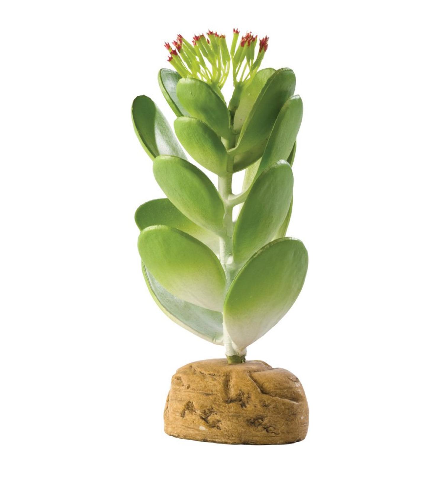 Exo Terra Jade Cactus Terrarium Plant Jade Cactus One Size