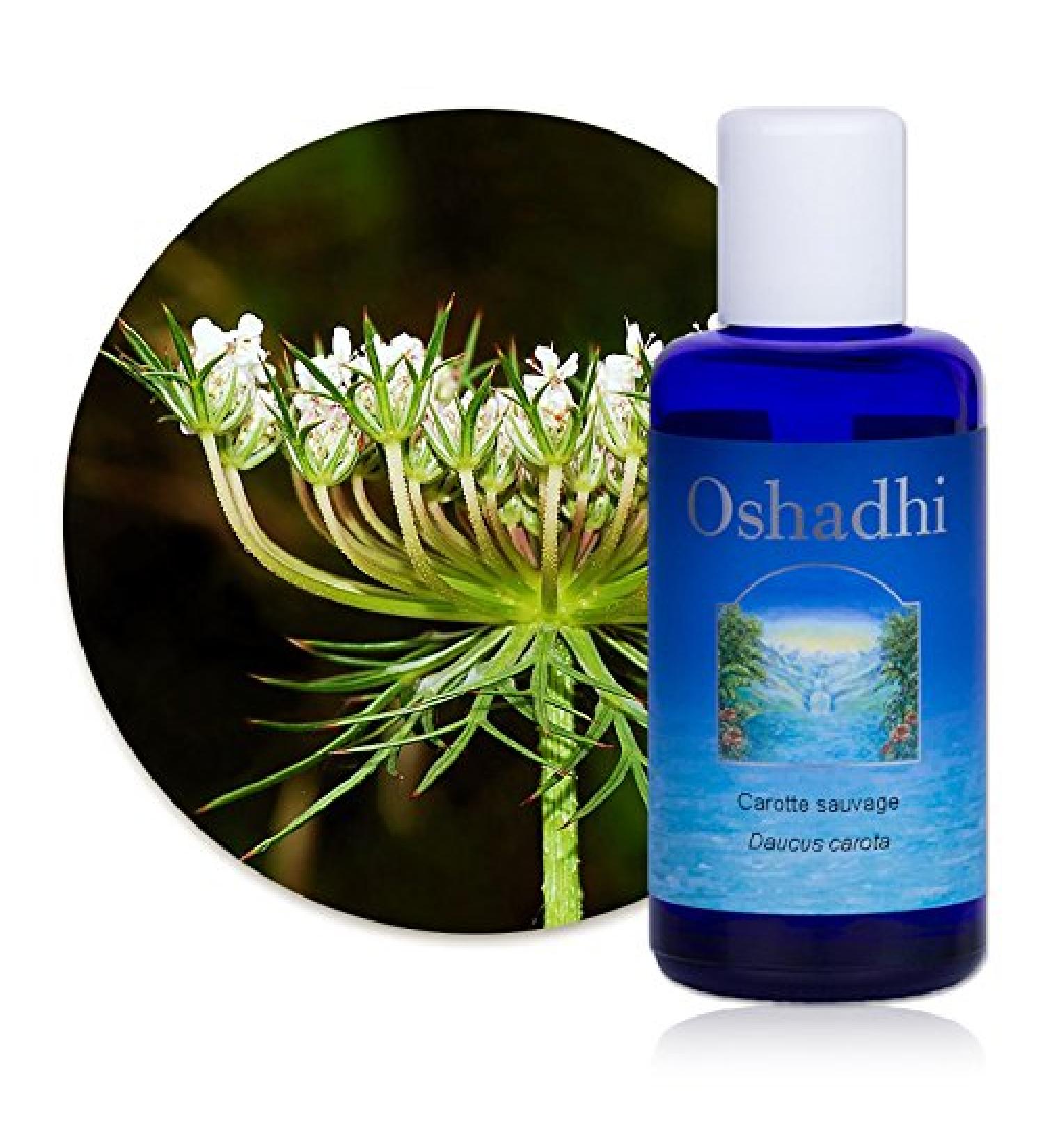 Hydrosol (Floral water): Organic wild carrot - Daucus carota - 200 ml