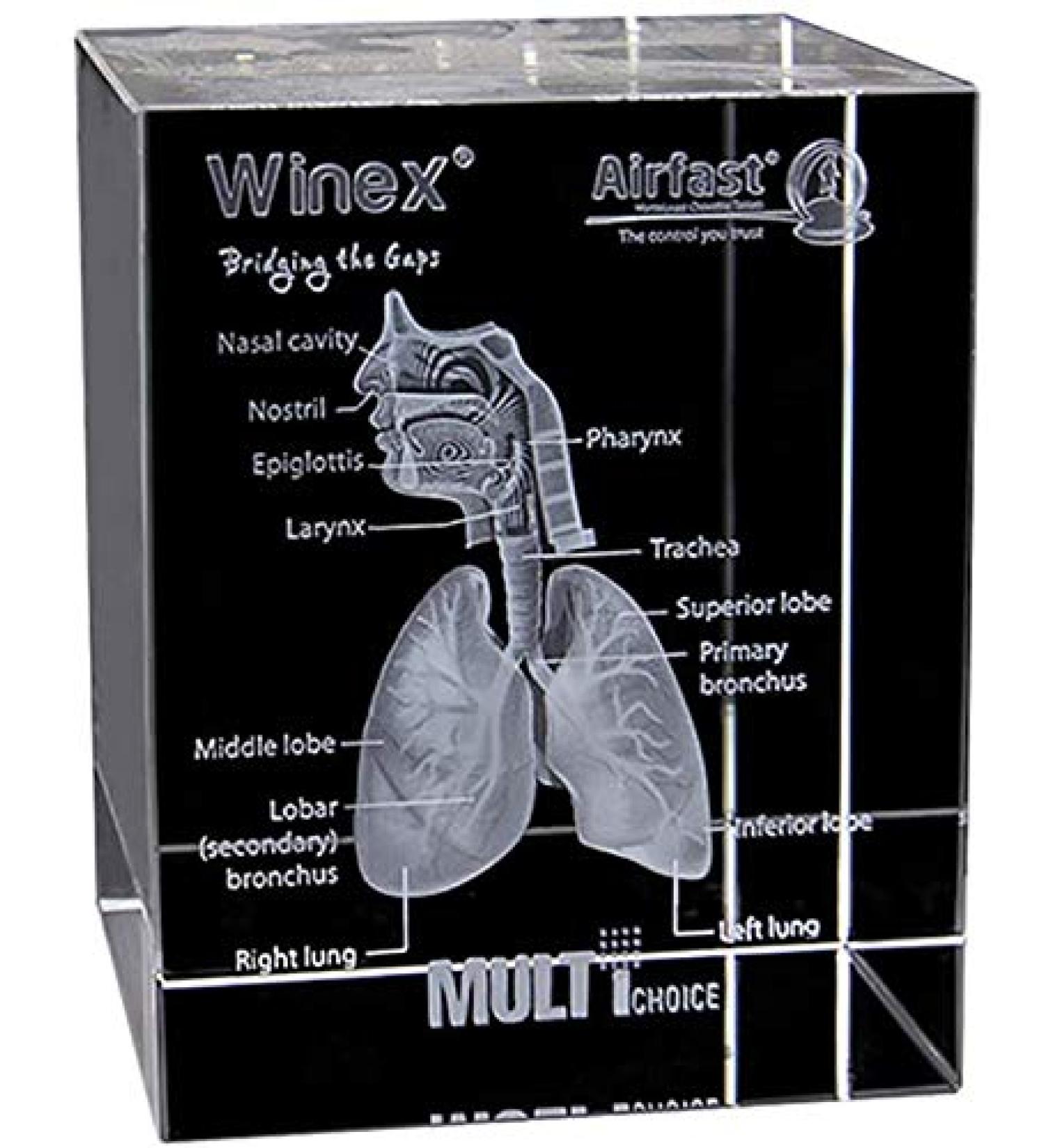 Model of The Human Respiratory System 3D Carved Crystal Medical aids - Buy Online on GoSupps.com