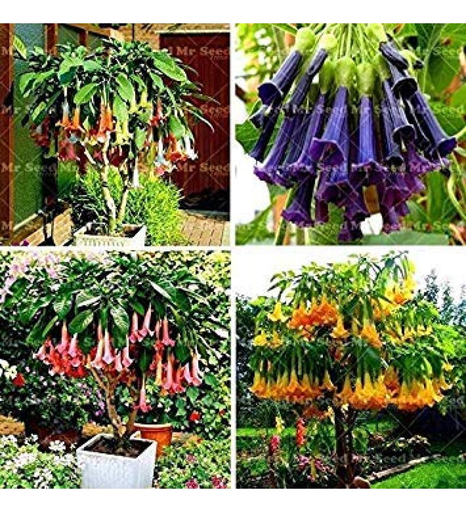 Potseed Germination Seeds 5 100pcs Flower Seeds Rare Plants Potted Flower Seeds Angel Trumpets Bons