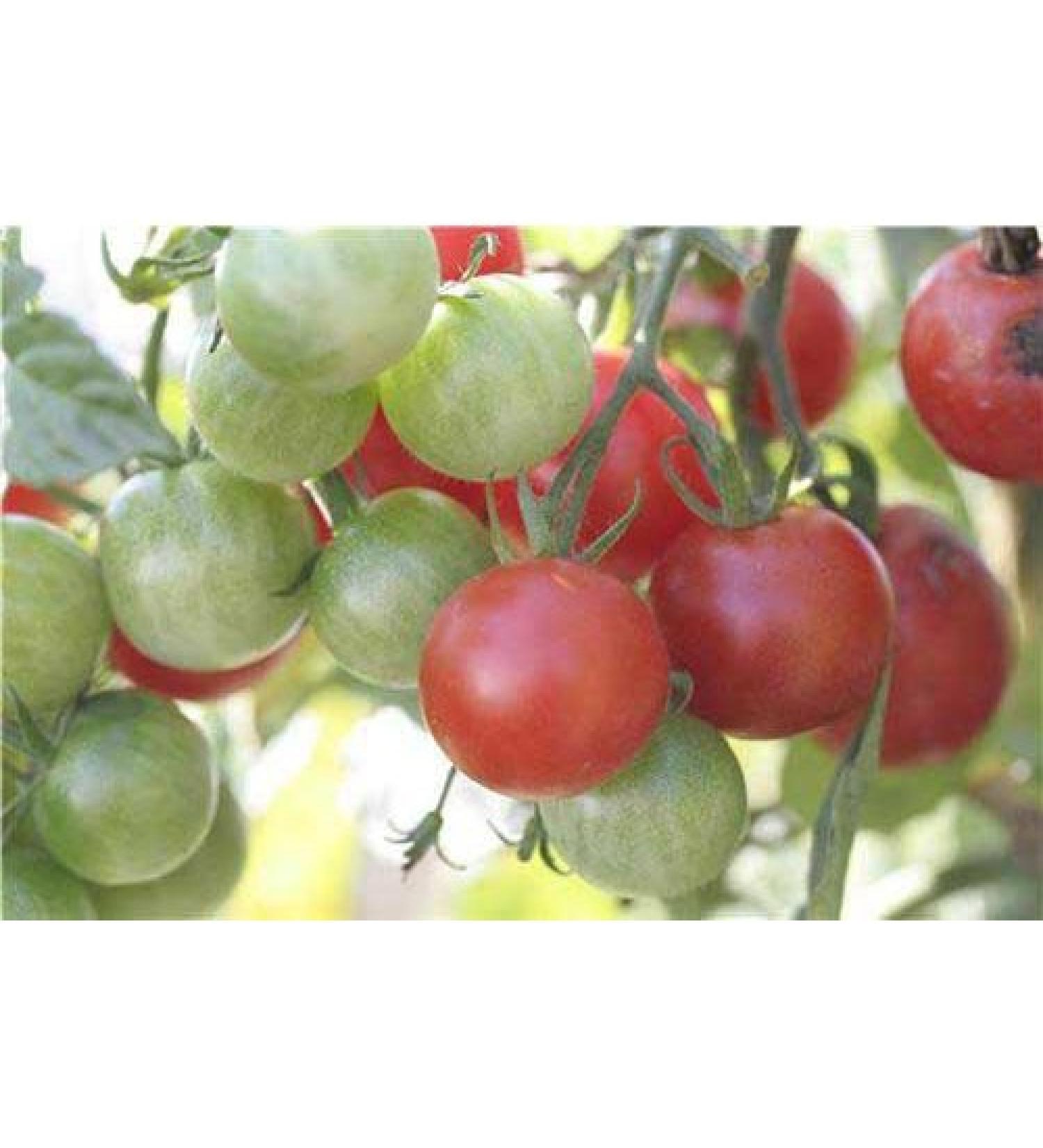 Organic Mexican Honey Tomato Seeds